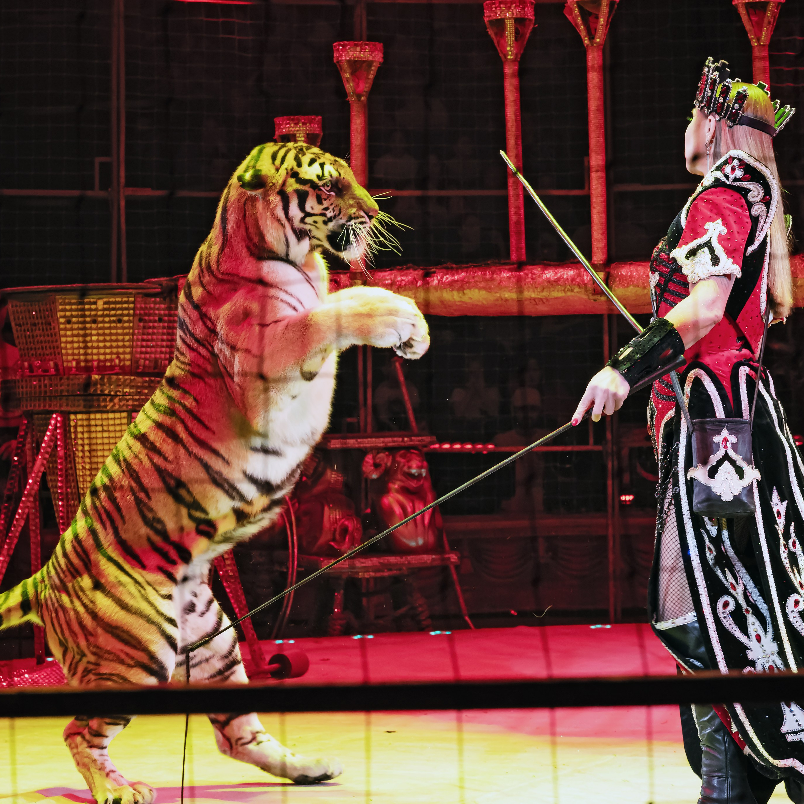 Royal Circus (новые номера). Фотограф Андрей Пухов (Jazz)