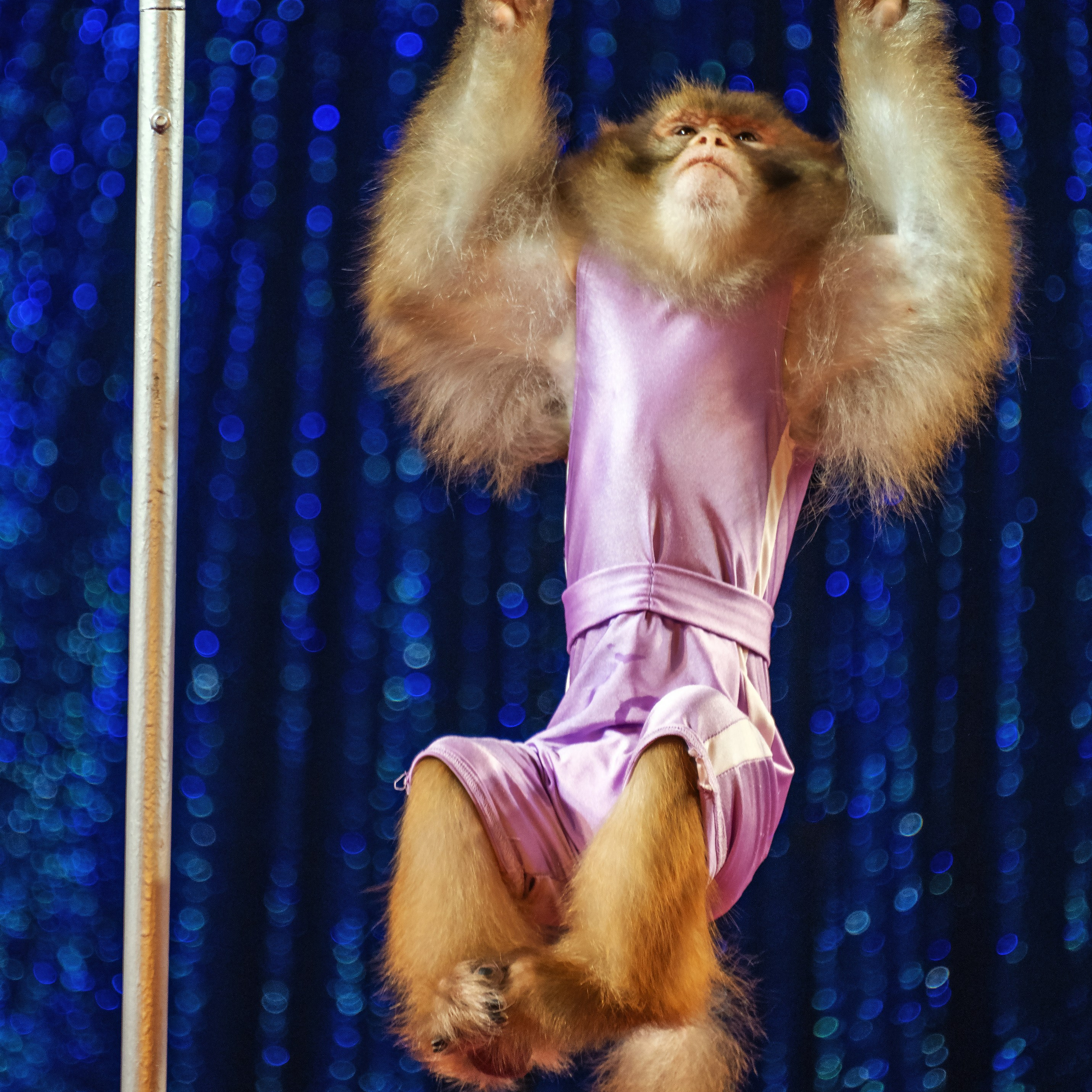 Международный цирк"HAPPY CIRCUS». Фотограф Андрей Пухов (Jazz)