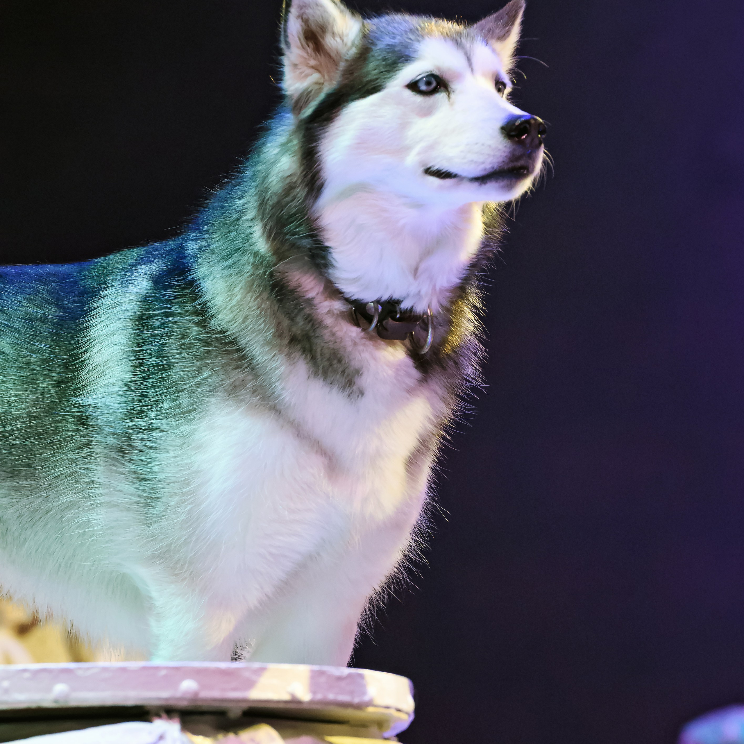 Принц Цирка (Продюсерский центр Влада Гончарова)🎪🦁. Фотограф Андрей Пухов (Jazz)