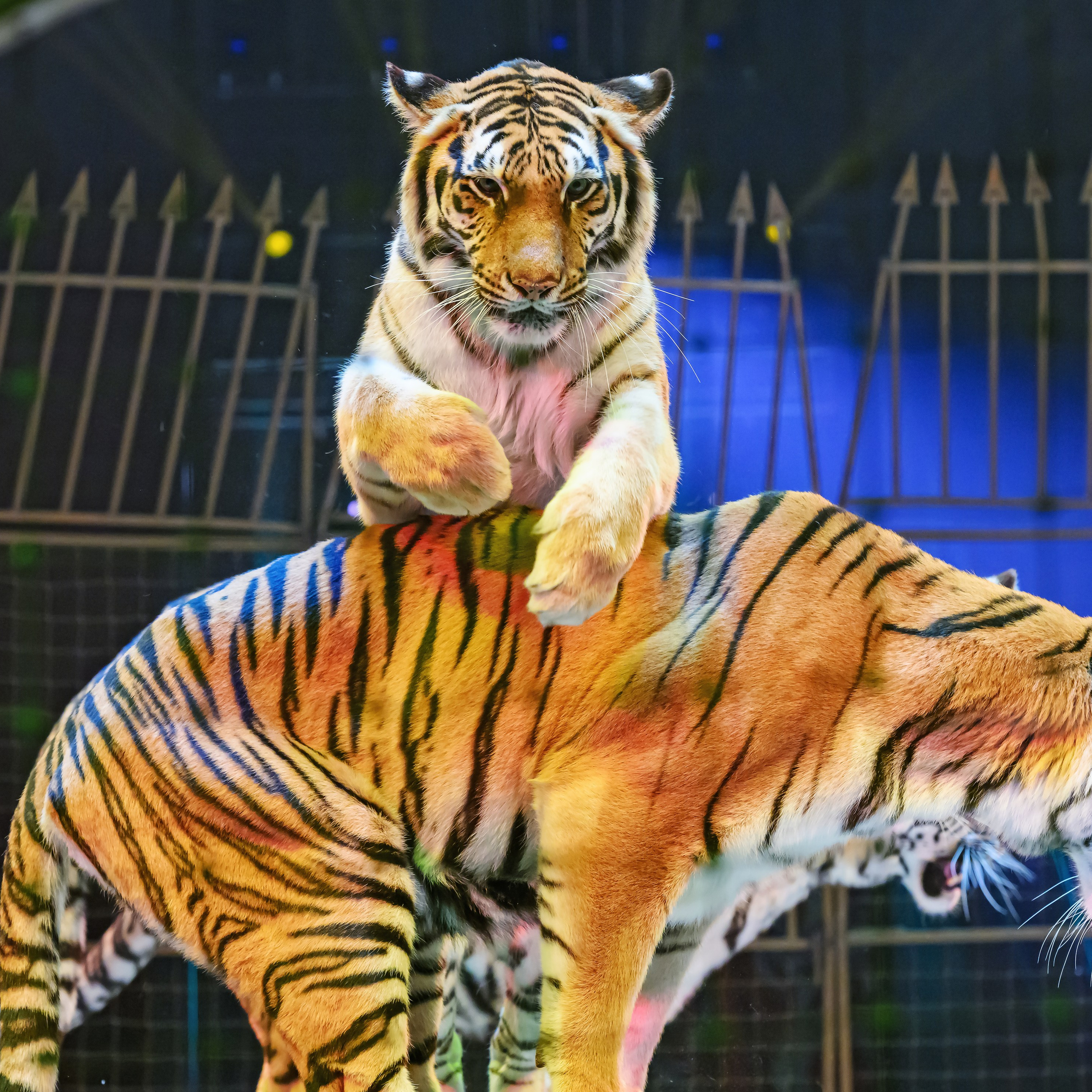 ГРАНДИОЗНОЕ ЦИРКОВОЕ ШОУ ЗАСЛУЖЕННОГО АРТИСТА РОССИИ ГИИ ЭРАДЗЕ. Фотограф Андрей Пухов (Jazz)