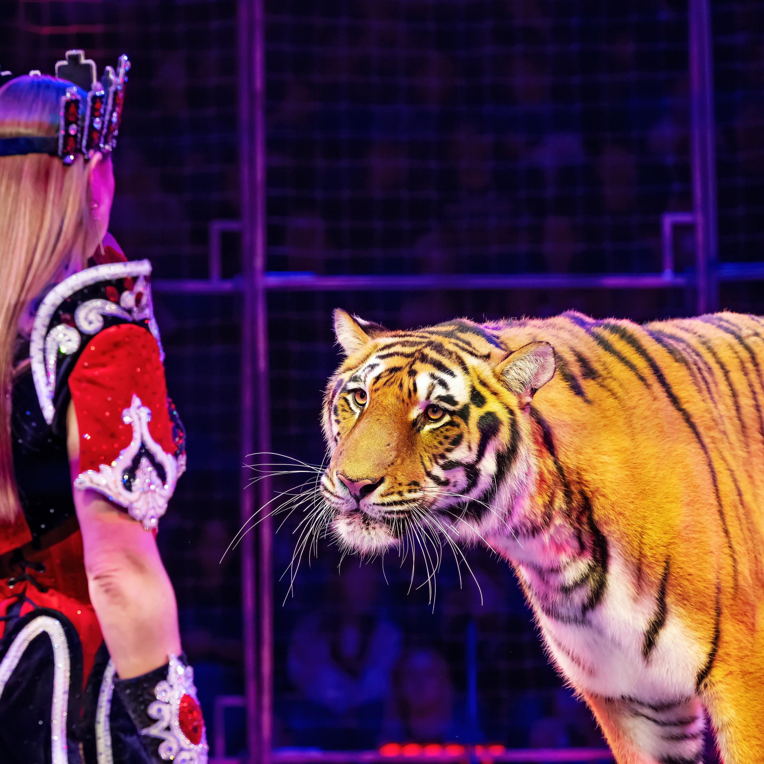 Шоу «Королевский цирк». Фотограф Андрей Пухов (Jazz)