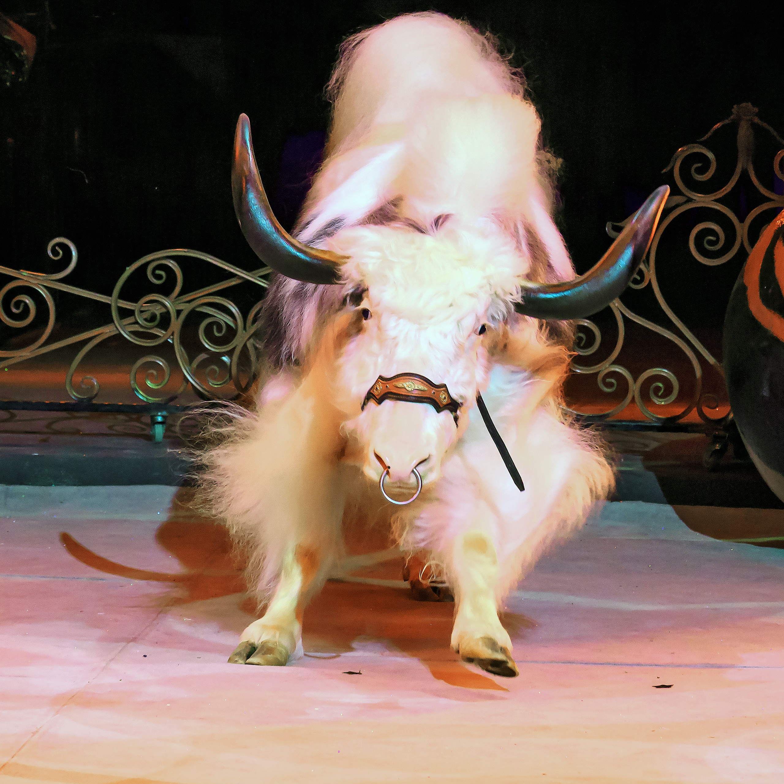 ГРАНДИОЗНОЕ ЦИРКОВОЕ ШОУ ЗАСЛУЖЕННОГО АРТИСТА РОССИИ ГИИ ЭРАДЗЕ. Фотограф Андрей Пухов (Jazz)