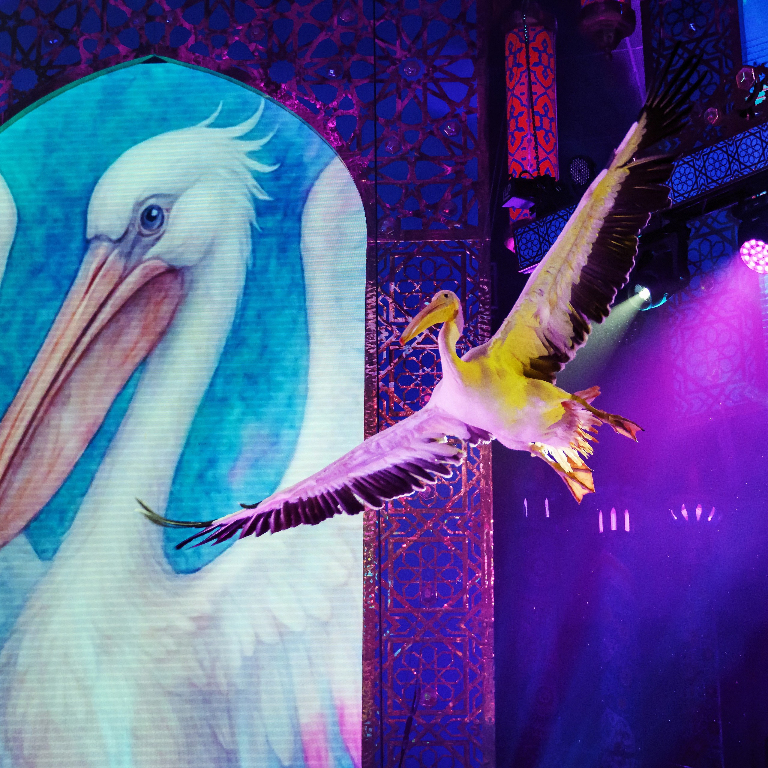 Песчаная сказка Гии Эрадзе — волшебное шоу 🎪, которое должен увидеть каждый, кто ценит красоту🌹, талант 🎭 и умение мечтать 💫. Цирковой фотограф Андрей Пухов (Jazz)