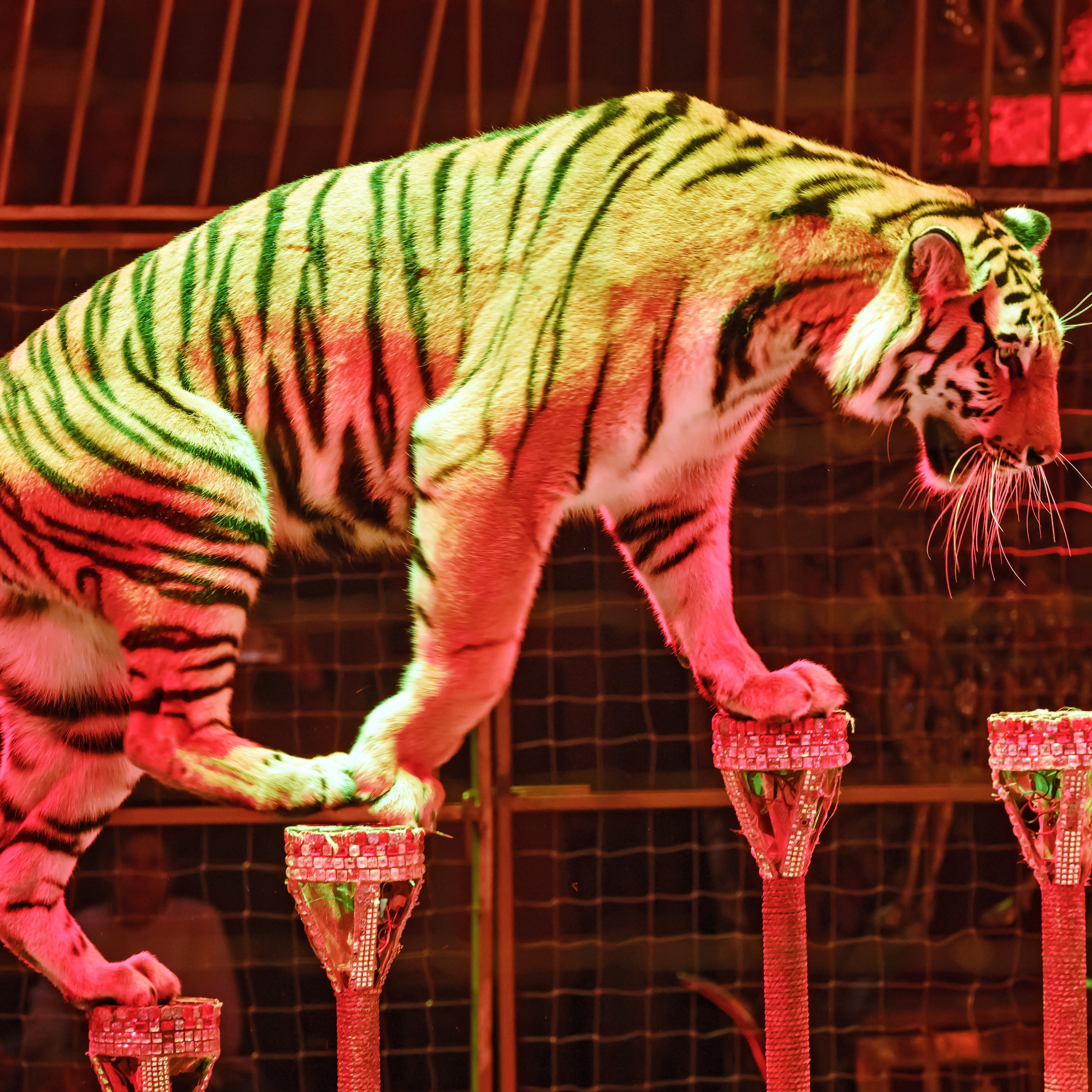 Королевский цирк ПРЕМЬЕРА НН. Фотограф Андрей Пухов (Jazz)