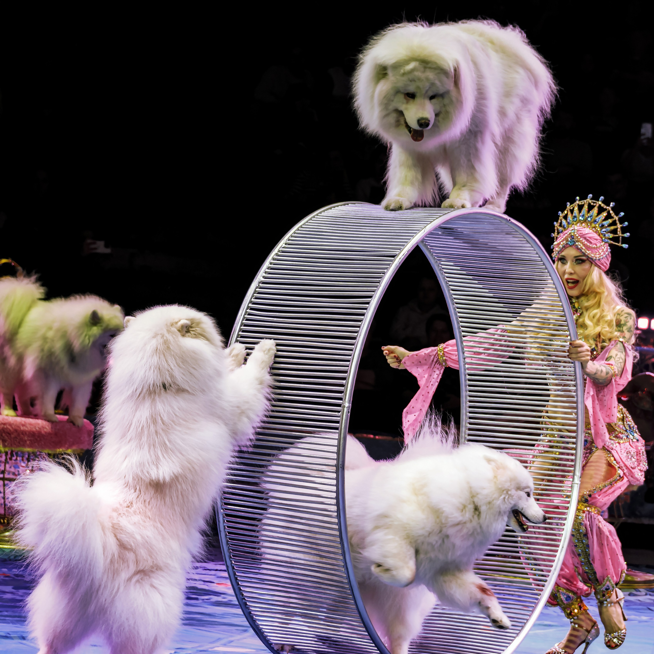 Песчаная сказка Гии Эрадзе — волшебное шоу 🎪, которое должен увидеть каждый, кто ценит красоту🌹, талант 🎭 и умение мечтать 💫. Цирковой фотограф Андрей Пухов (Jazz)