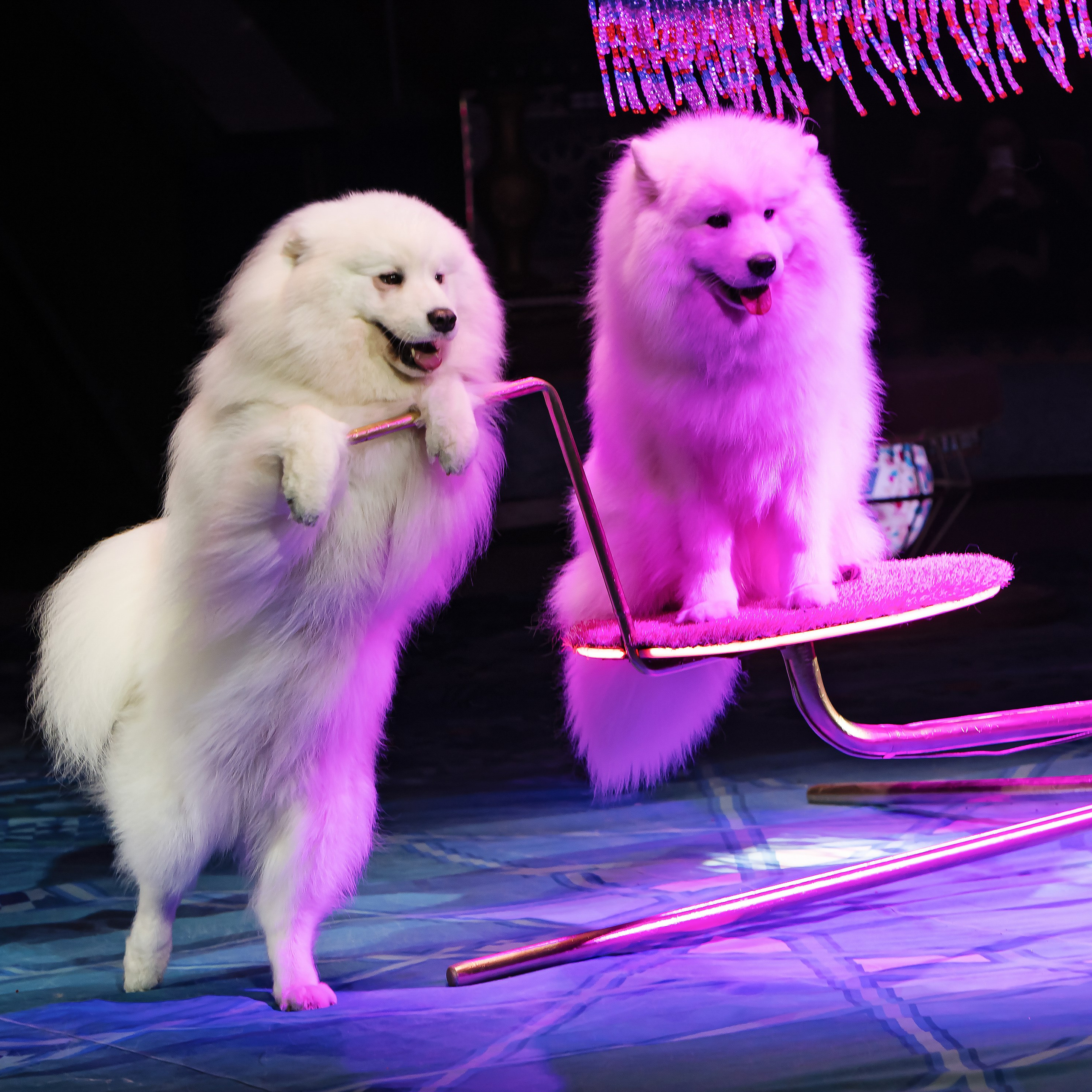 Песчаная сказка — Нижегородский Государственный Цирк (Премьера). Цирковой фотограф Андрей Пухов (Jazz)