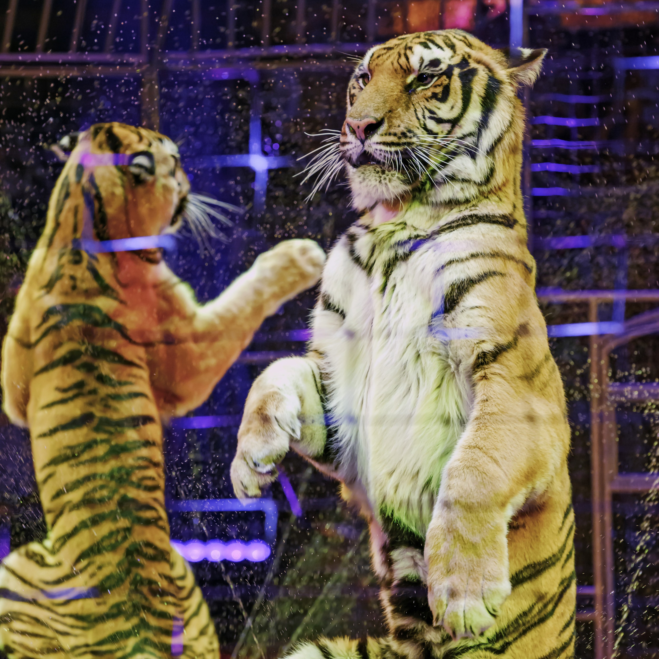 Королевский цирк ПРЕМЬЕРА НН. Фотограф Андрей Пухов (Jazz)