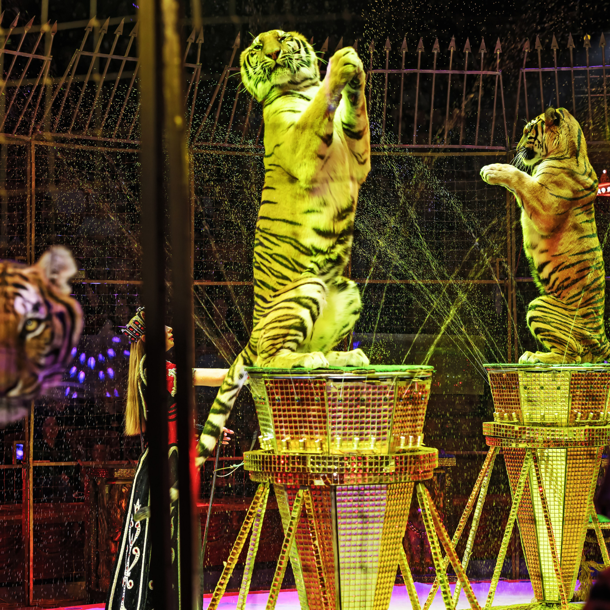 Шоу «Королевский цирк». Фотограф Андрей Пухов (Jazz)