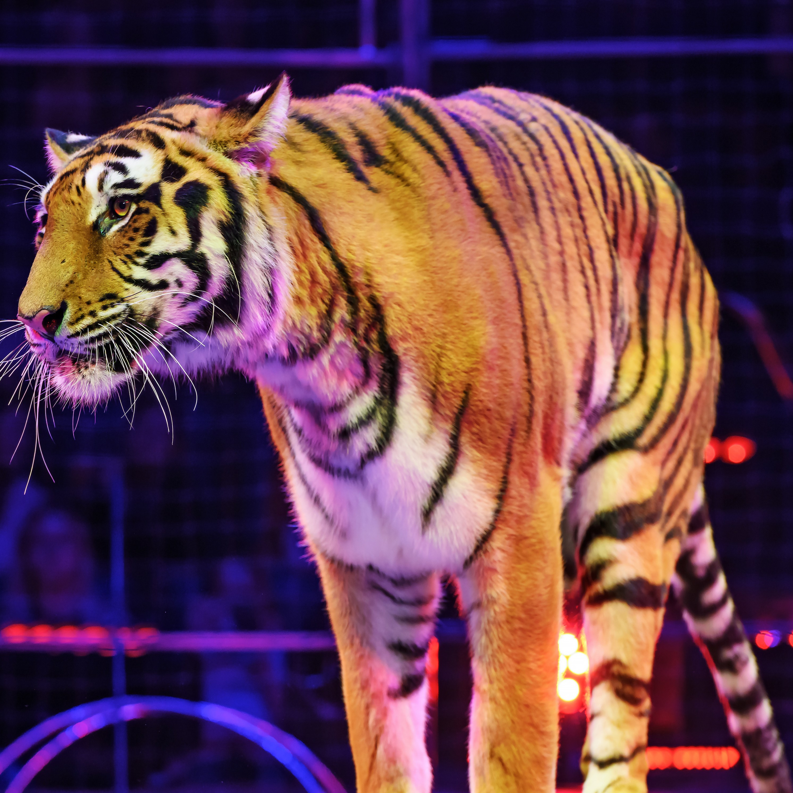 Шоу «Королевский цирк». Фотограф Андрей Пухов (Jazz)