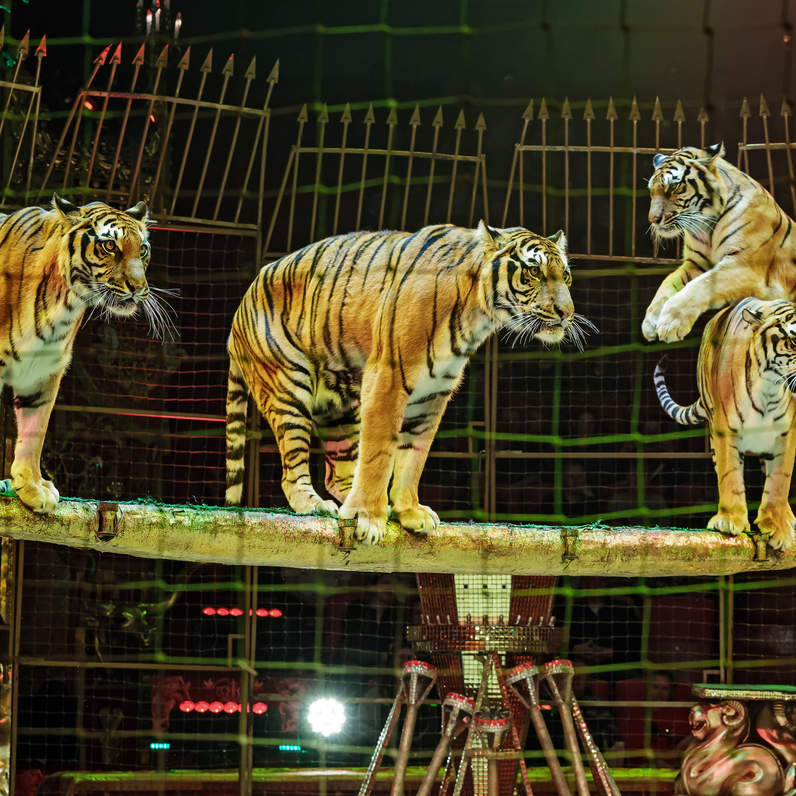 Royal Circus (новые номера). Фотограф Андрей Пухов (Jazz)