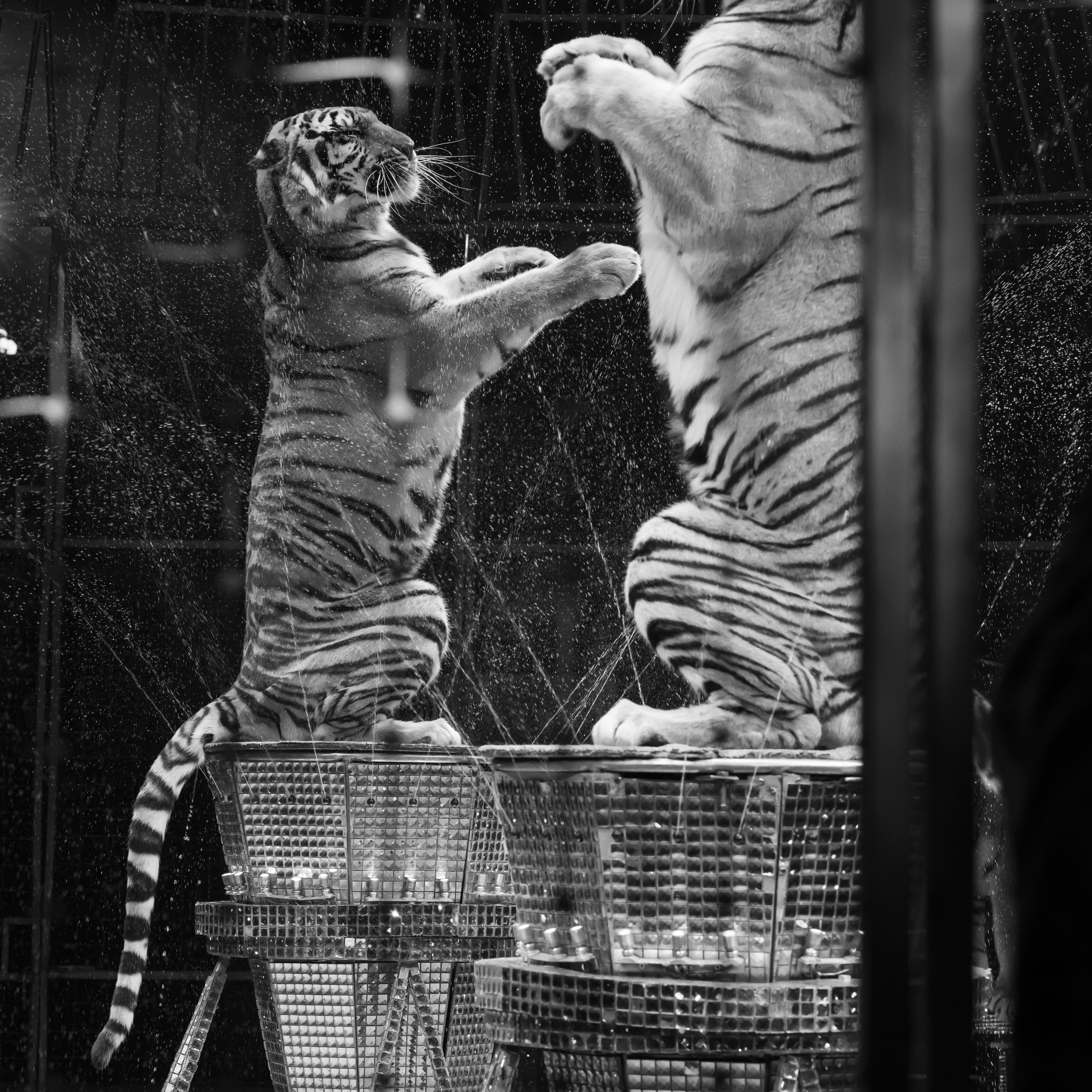 ГРАНДИОЗНОЕ ЦИРКОВОЕ ШОУ ЗАСЛУЖЕННОГО АРТИСТА РОССИИ ГИИ ЭРАДЗЕ. Фотограф Андрей Пухов (Jazz)