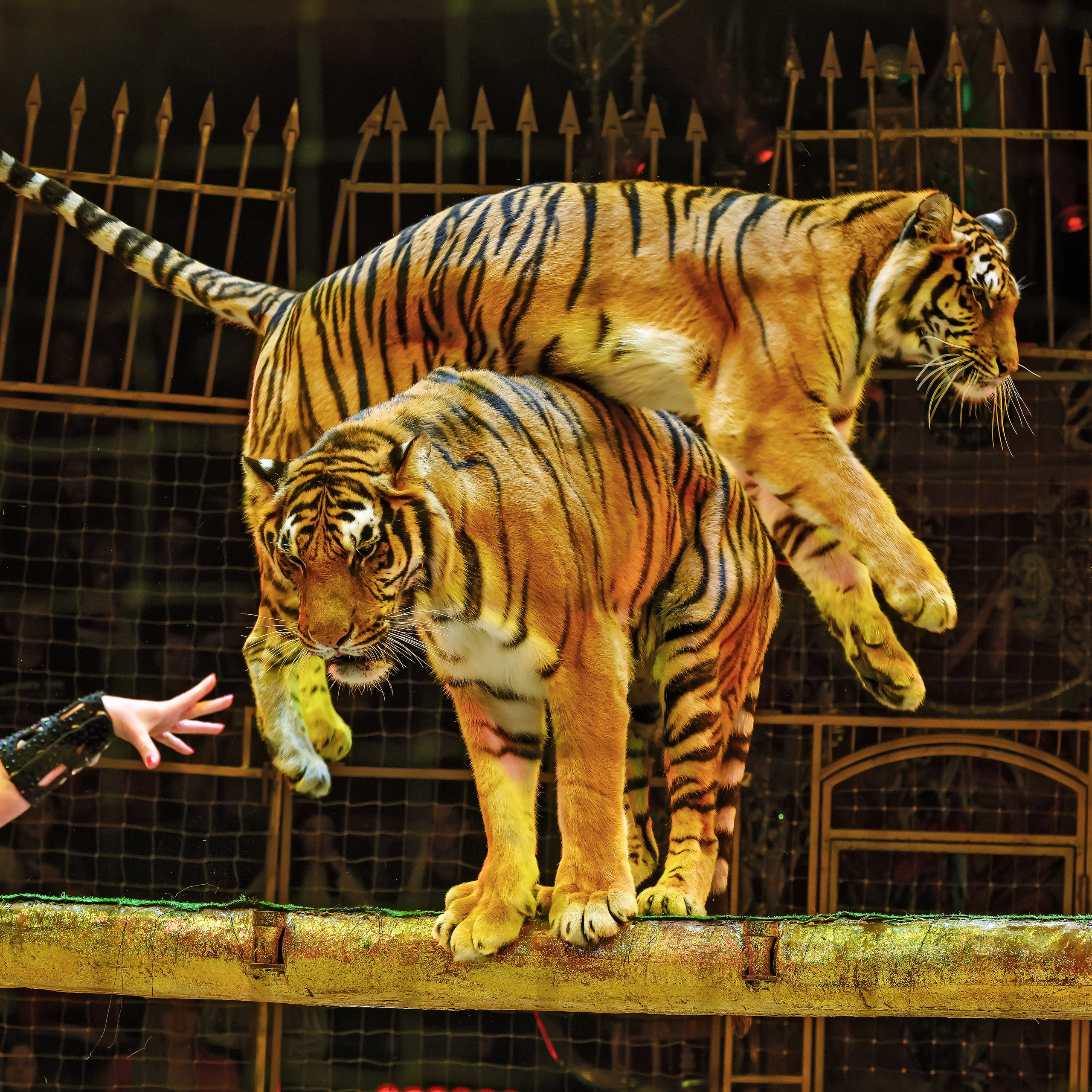 Шоу «Королевский цирк». Фотограф Андрей Пухов (Jazz)