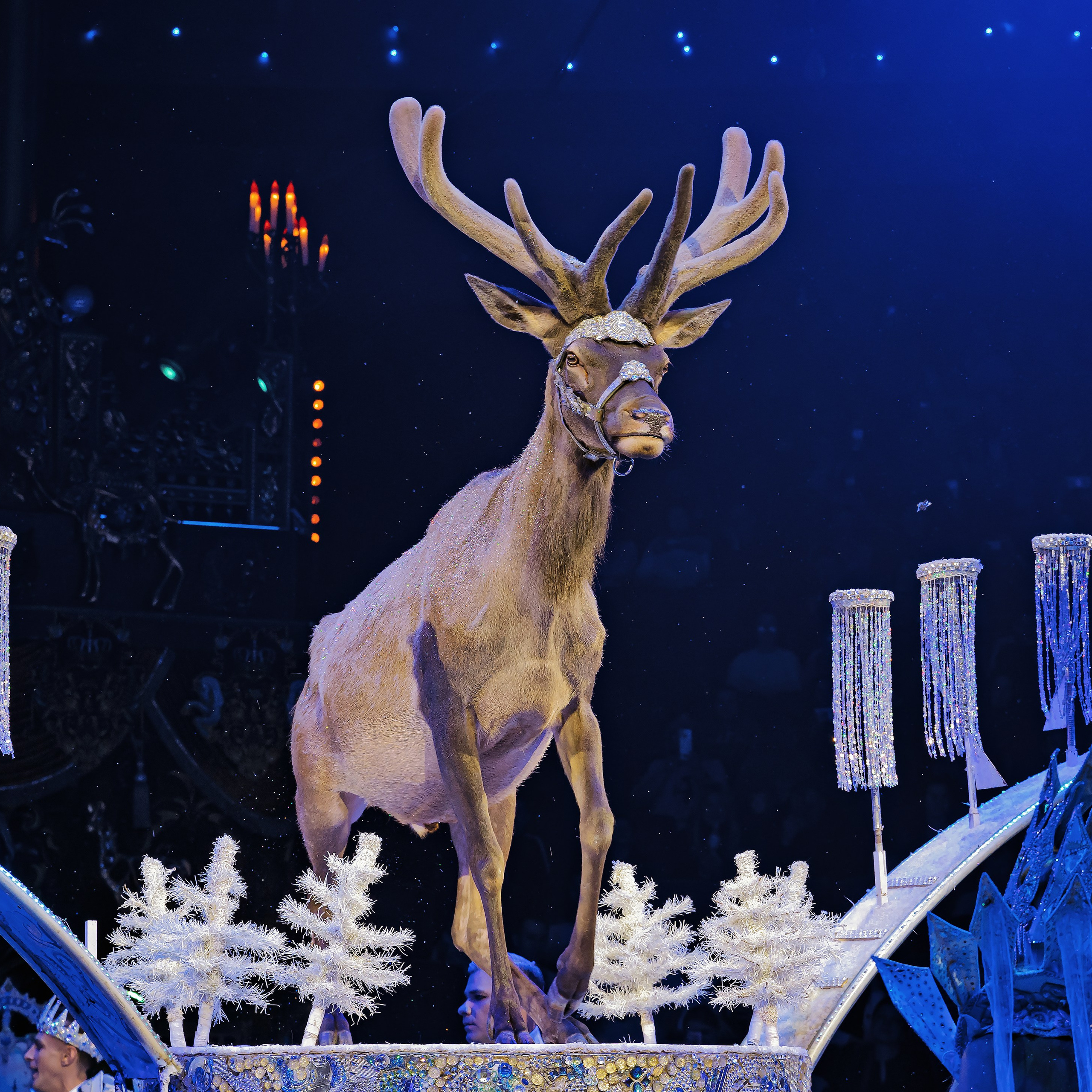 Royal Circus (новые номера). Фотограф Андрей Пухов (Jazz)