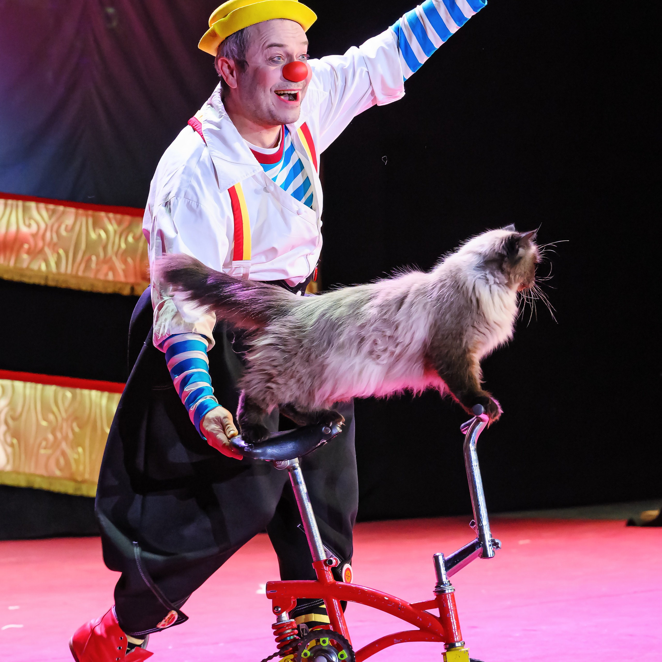 Великий клоун, Народный артист России, Юрий Куклачёв со звёздами эстрады и цирка, уникальный бенефис!. Фотограф Андрей Пухов (Jazz)