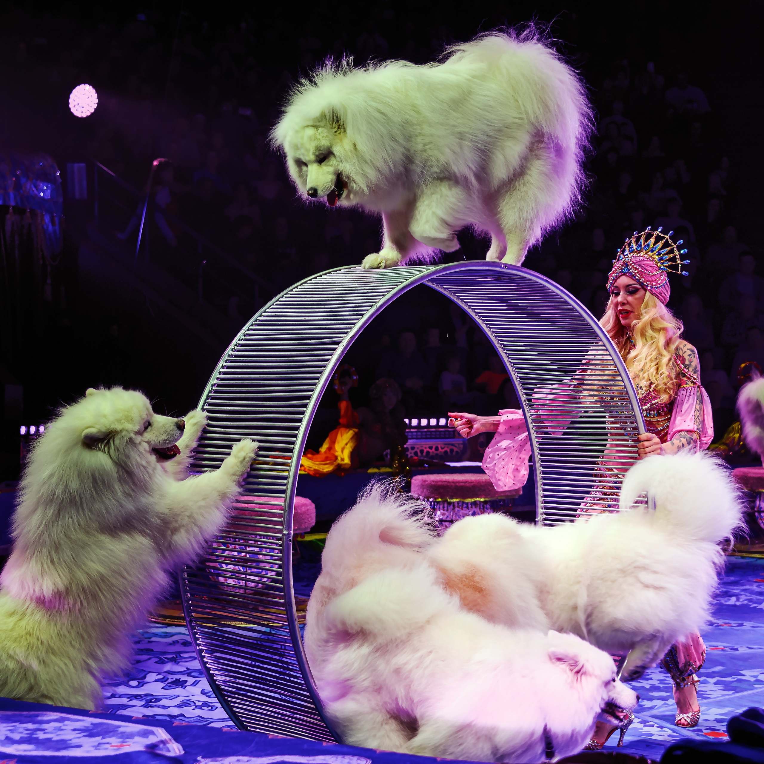 Песчаная сказка Гии Эрадзе — волшебное шоу 🎪, которое должен увидеть каждый, кто ценит красоту🌹, талант 🎭 и умение мечтать 💫. Цирковой фотограф Андрей Пухов (Jazz)