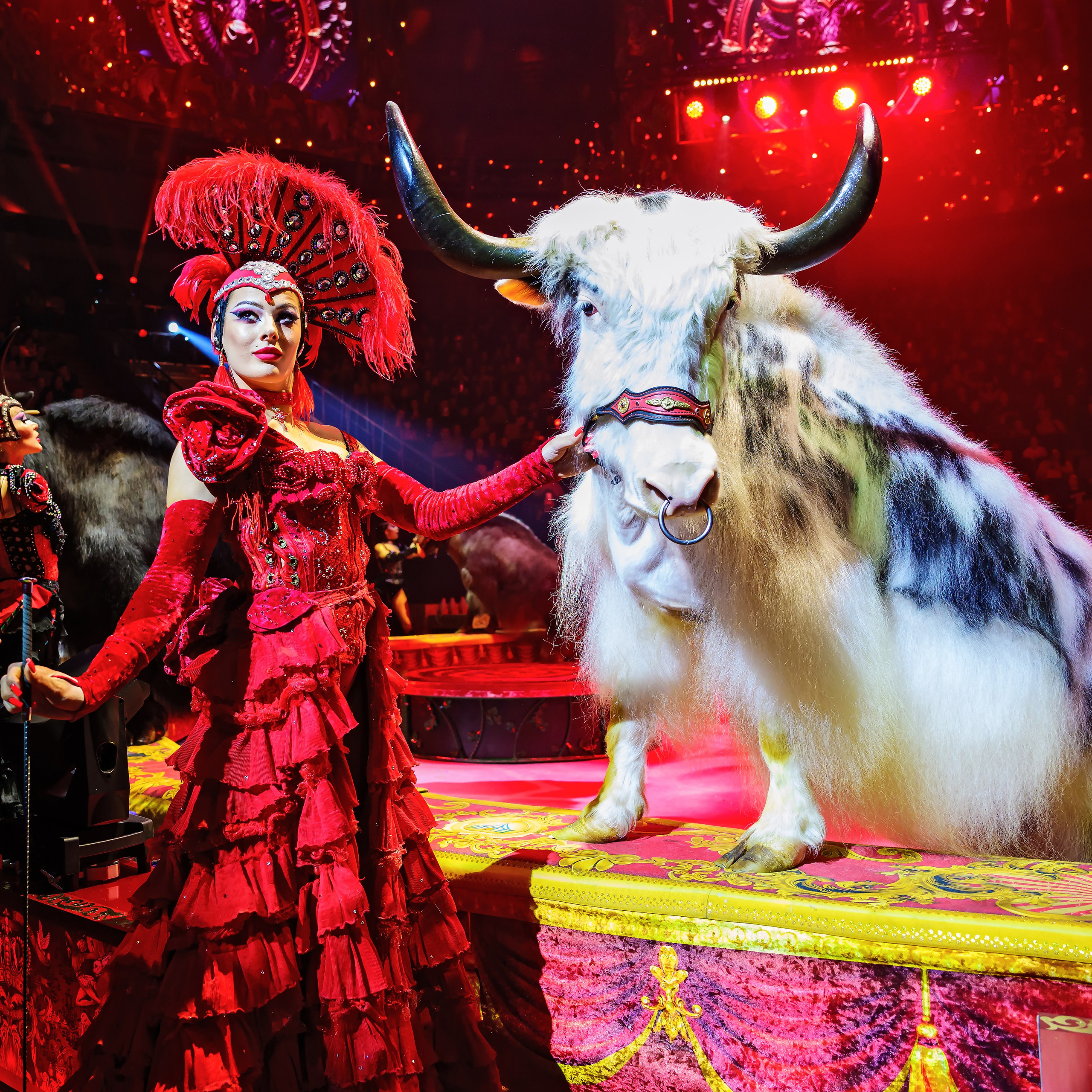 Royal Circus (новые номера). Фотограф Андрей Пухов (Jazz)