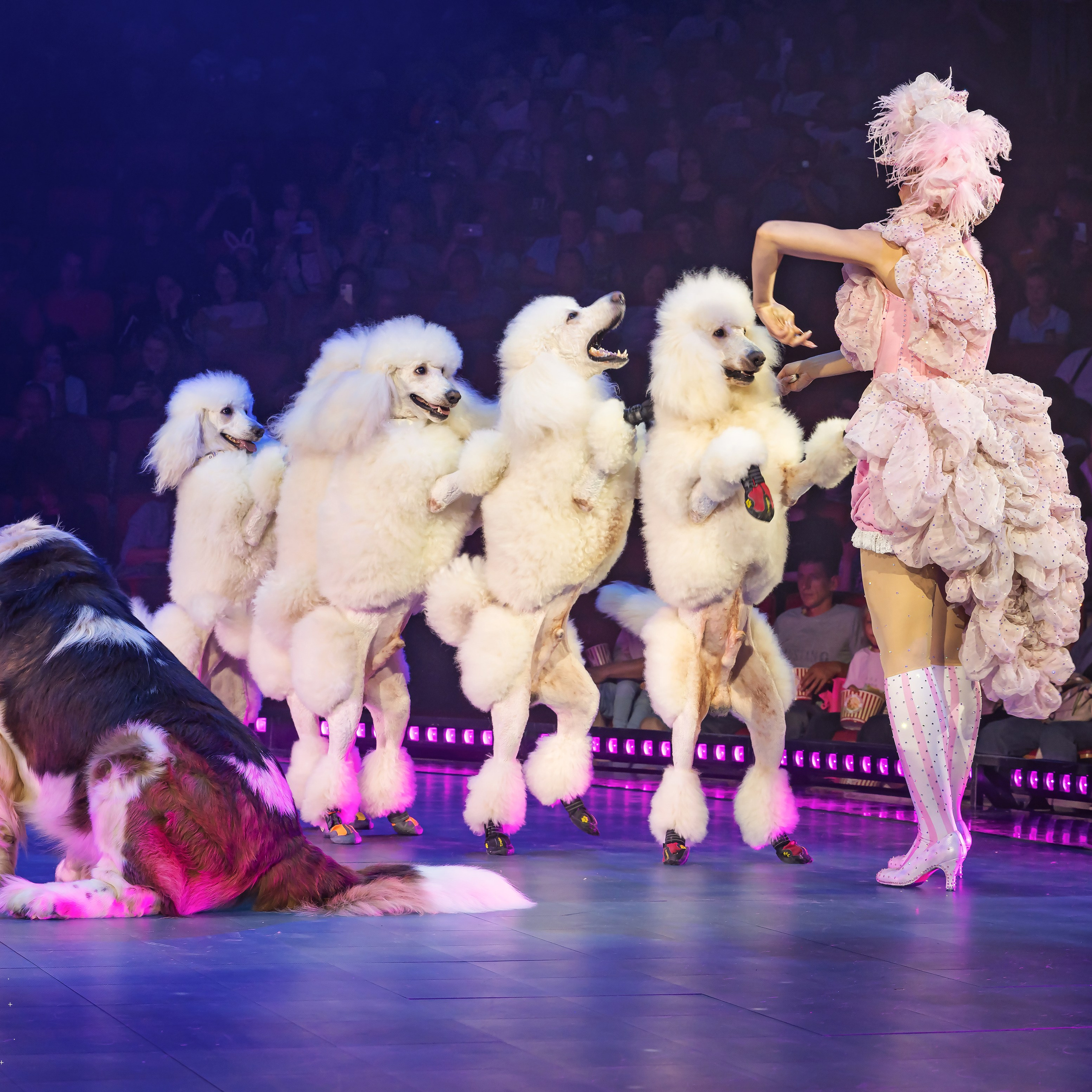 🍭Вкусное шоу «WOW»🍫. Фотограф Андрей Пухов (Jazz)