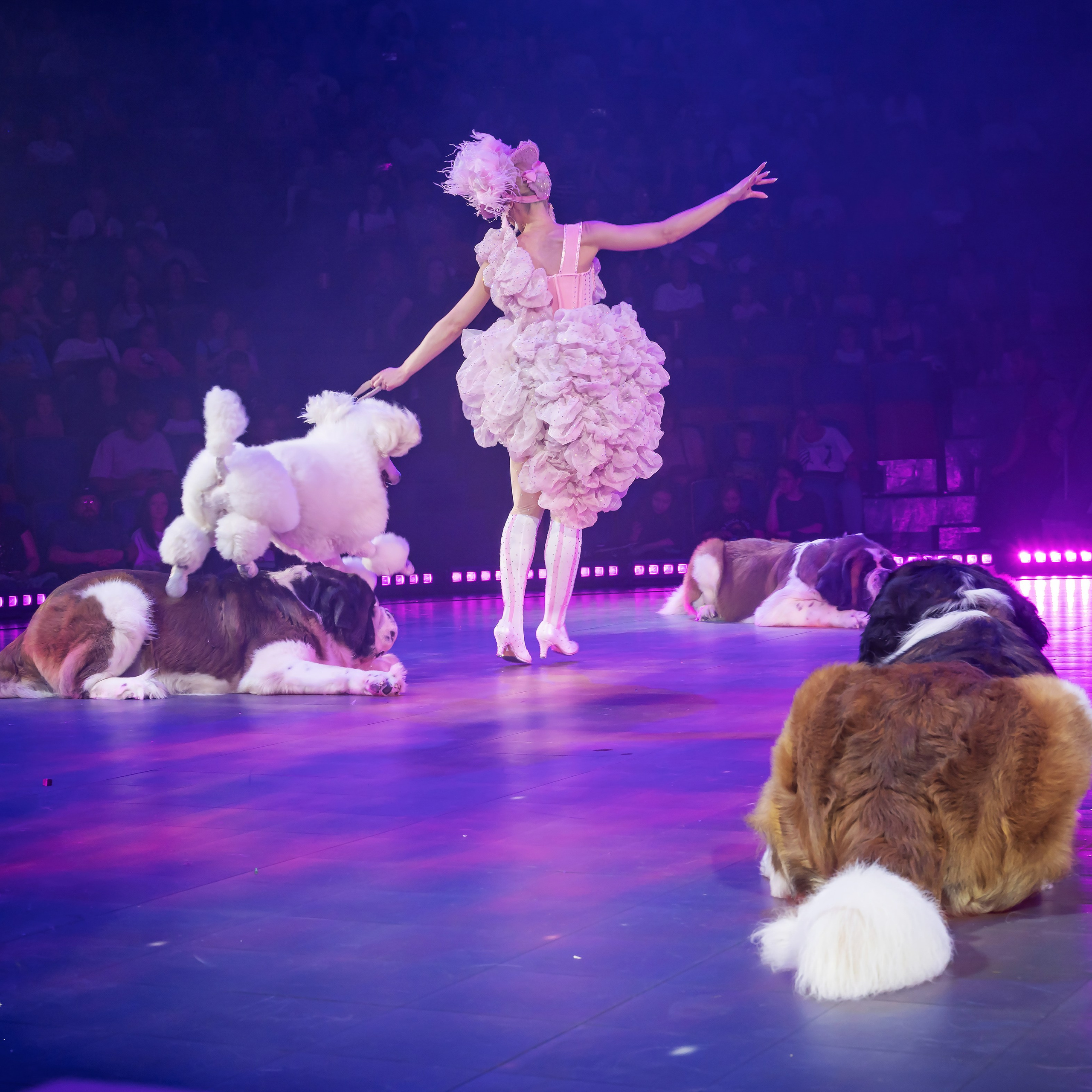 🍭Вкусное шоу «WOW»🍫. Фотограф Андрей Пухов (Jazz)