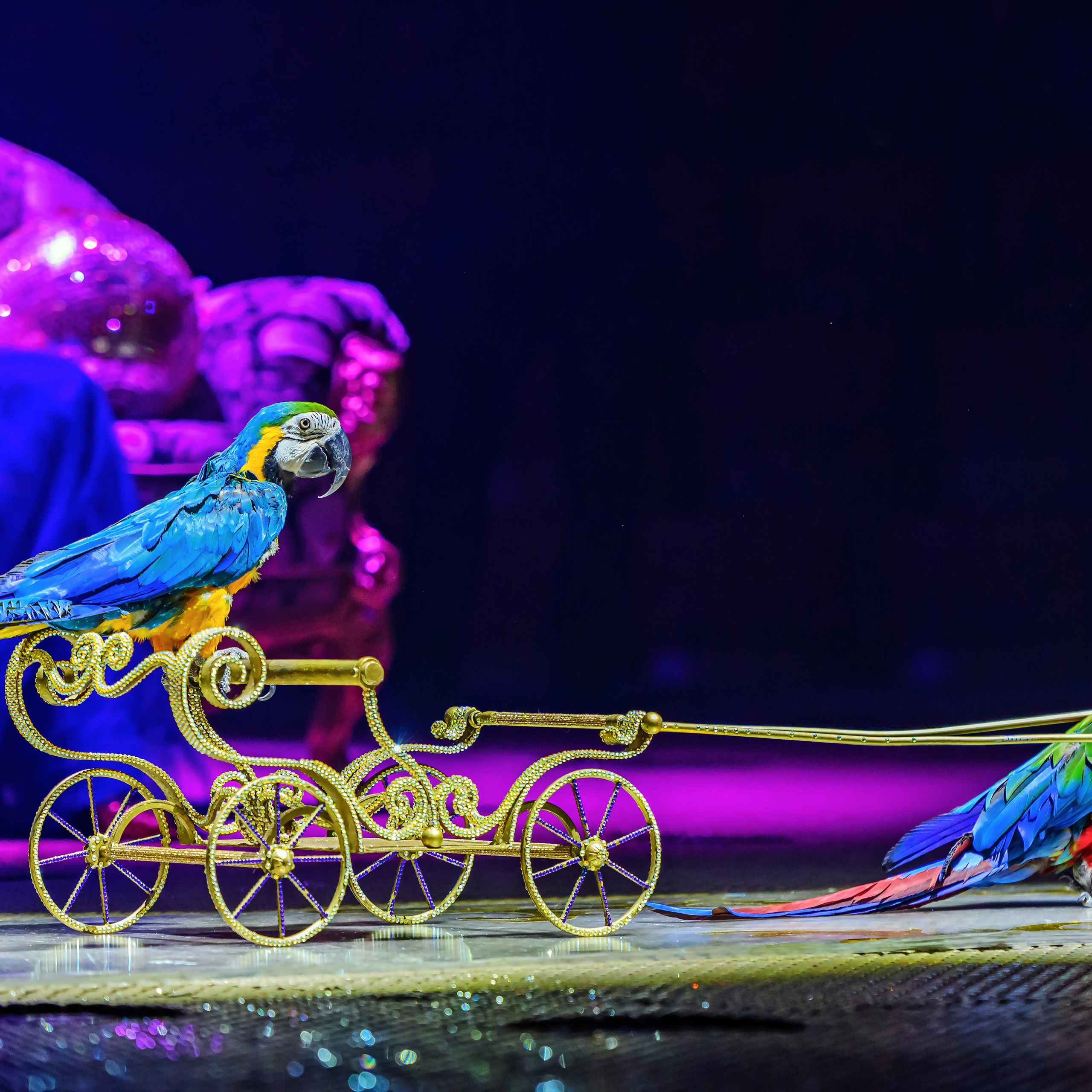 Принц Цирка (Продюсерский центр Влада Гончарова)🎪🦁. Фотограф Андрей Пухов (Jazz)