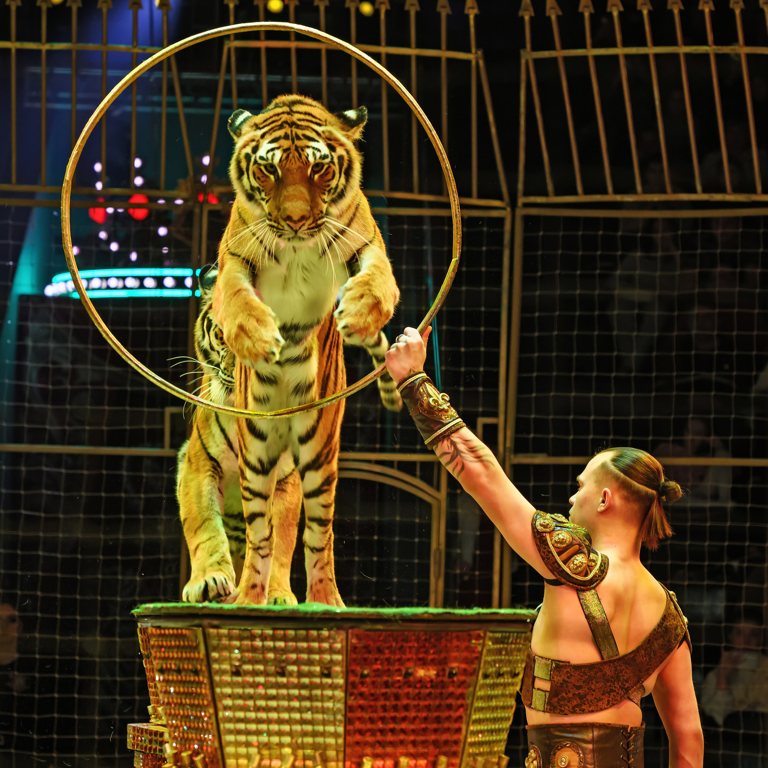 Шоу «Королевский цирк». Фотограф Андрей Пухов (Jazz)