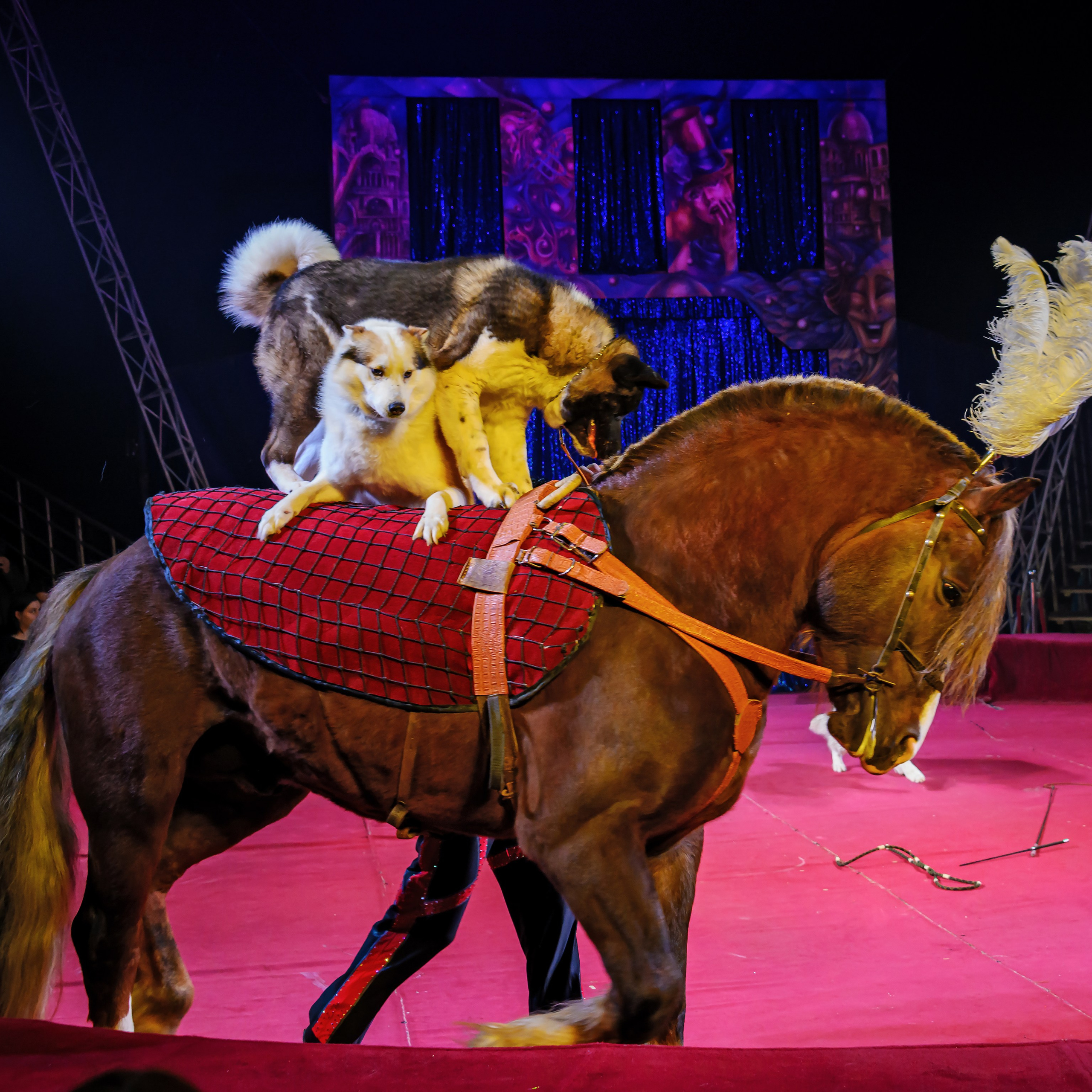 Международный цирк"HAPPY CIRCUS». Фотограф Андрей Пухов (Jazz)