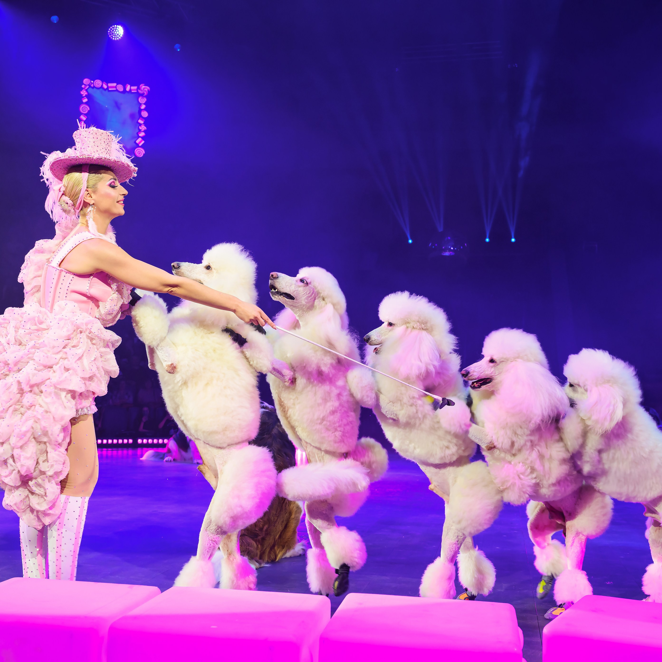 🍭Вкусное шоу «WOW»🍫. Фотограф Андрей Пухов (Jazz)