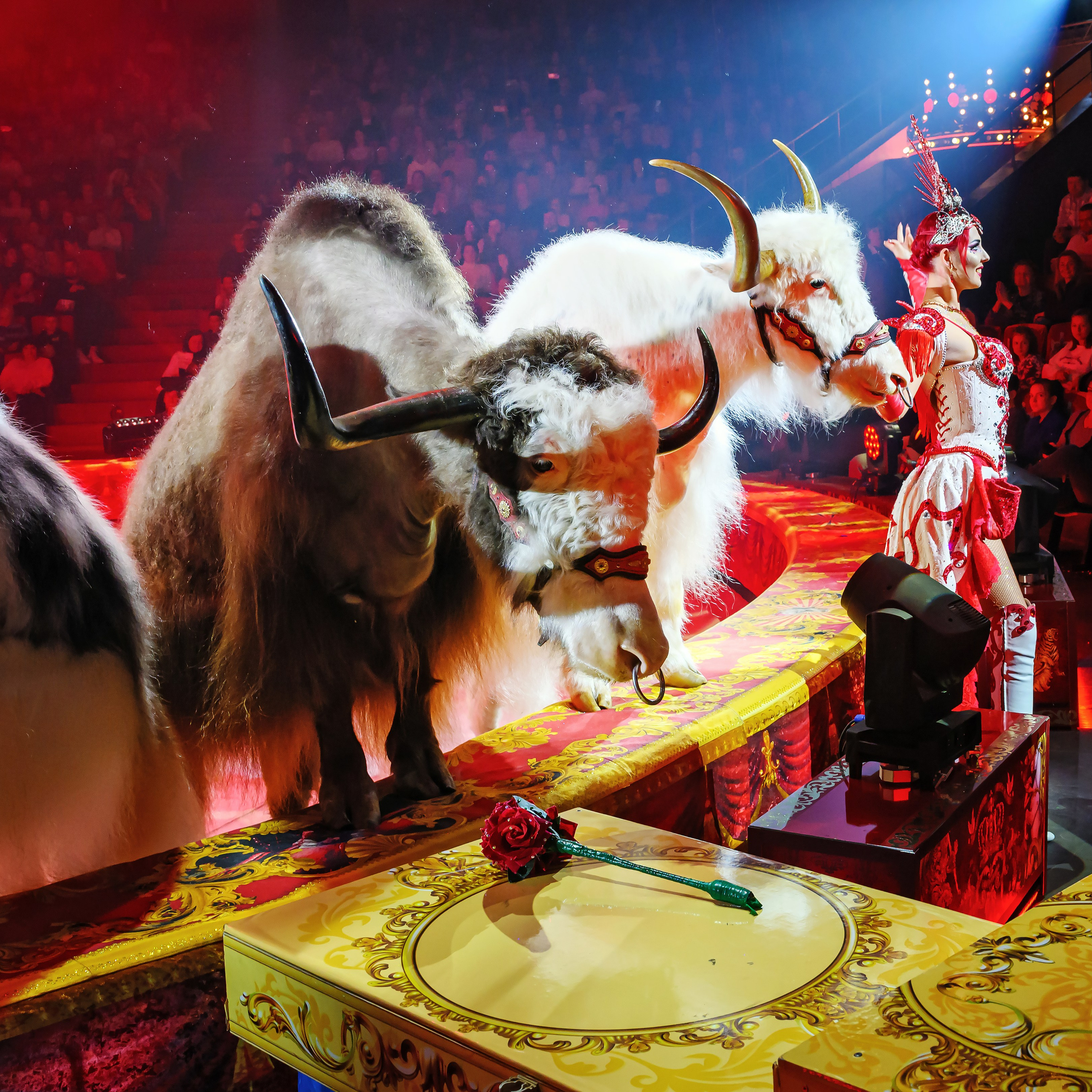 Шоу «Королевский цирк». Фотограф Андрей Пухов (Jazz)