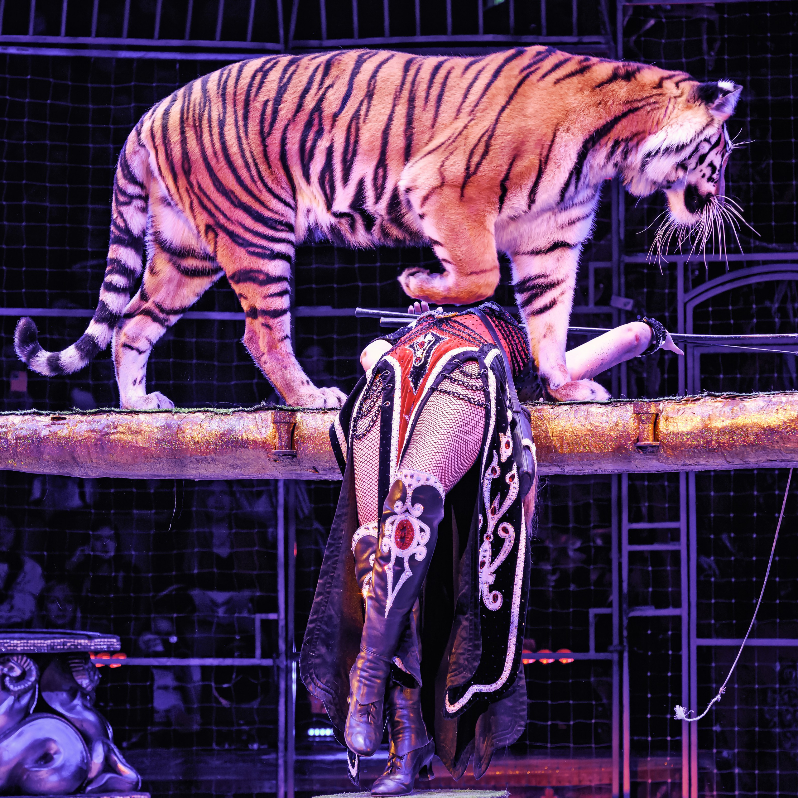 Шоу «Королевский цирк». Фотограф Андрей Пухов (Jazz)