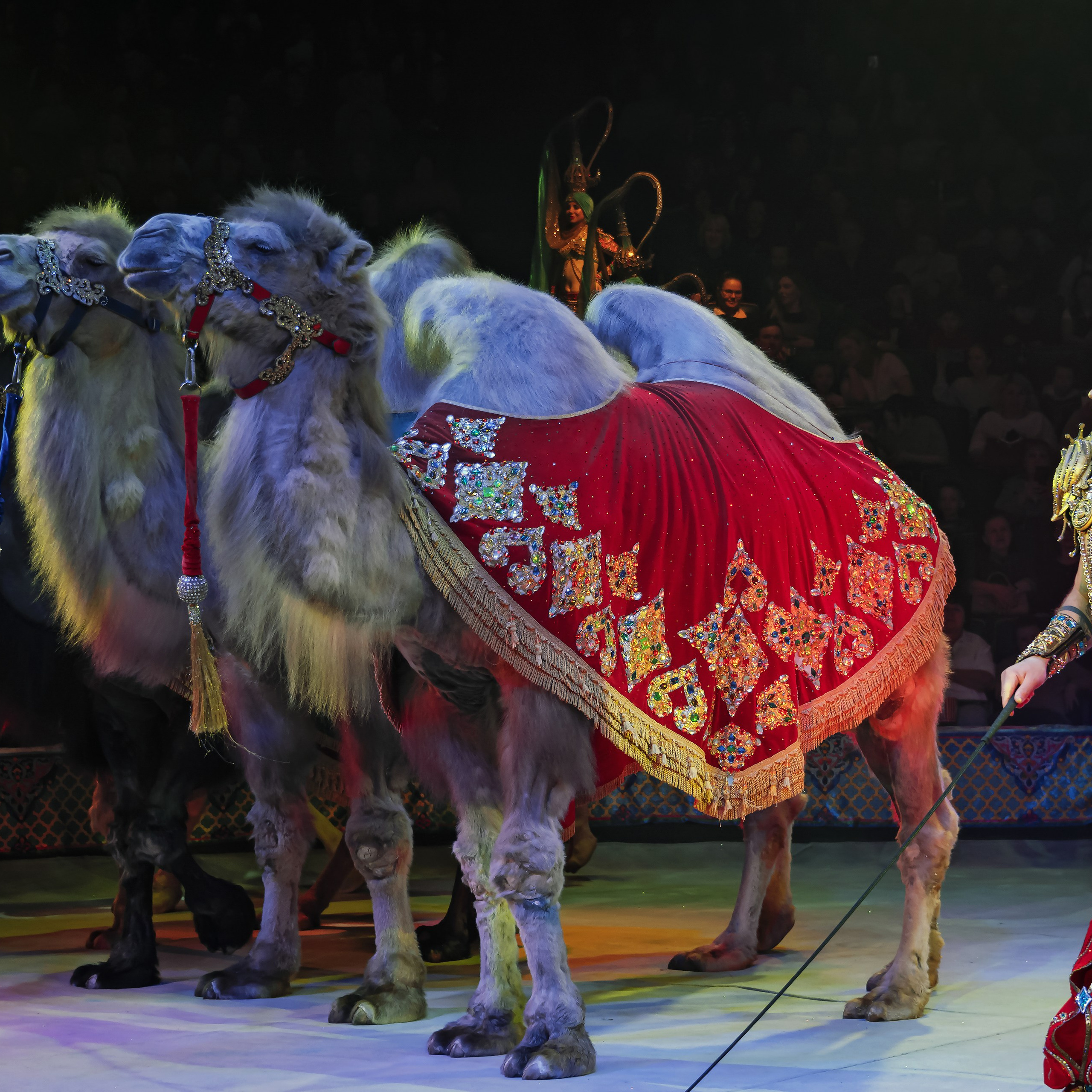 «С окончанием» шоу «Песчаная сказка» в Нижнем Новгороде. ✨🎪🐪. Цирковой фотограф Андрей Пухов (Jazz)