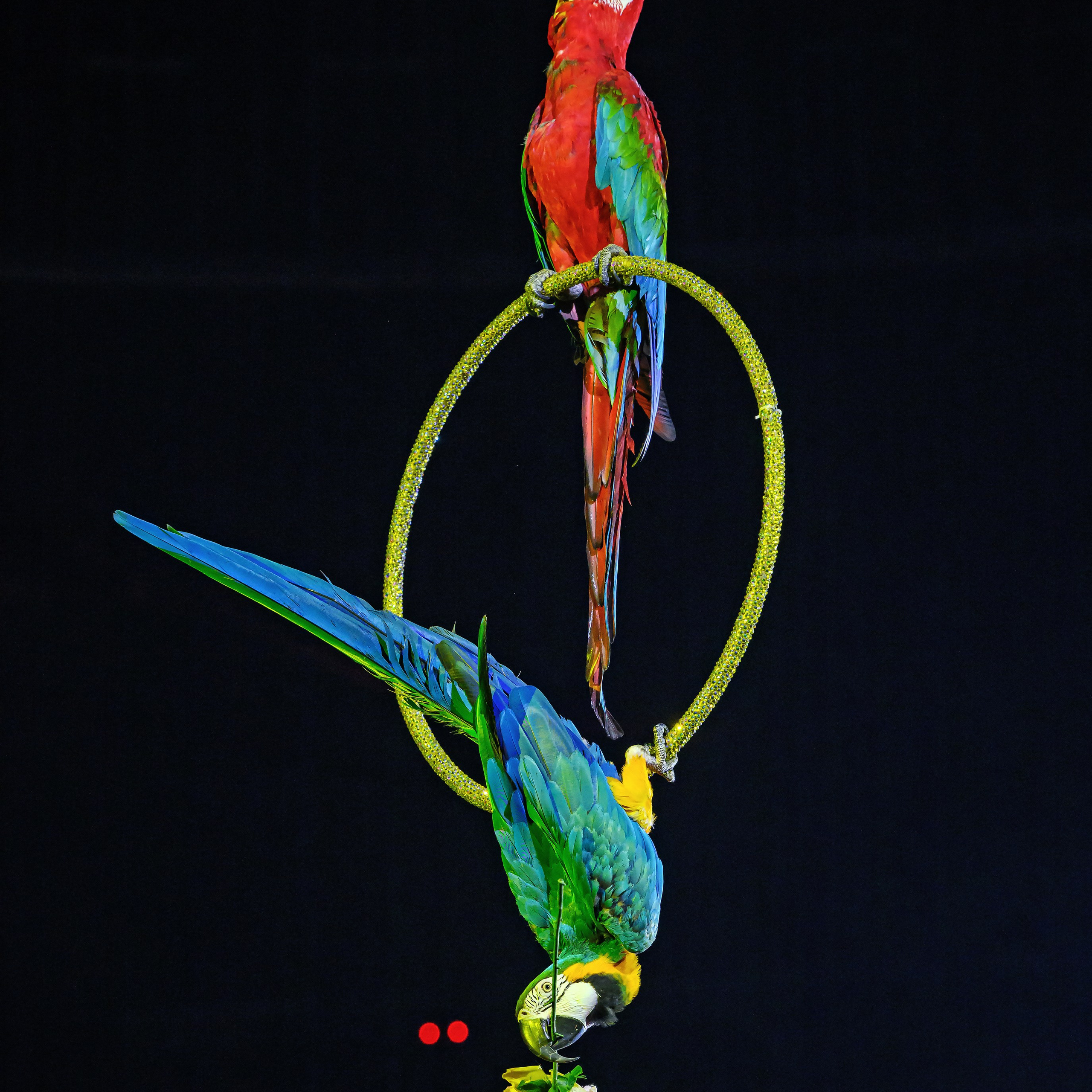 Принц Цирка (Продюсерский центр Влада Гончарова)🎪🦁. Фотограф Андрей Пухов (Jazz)