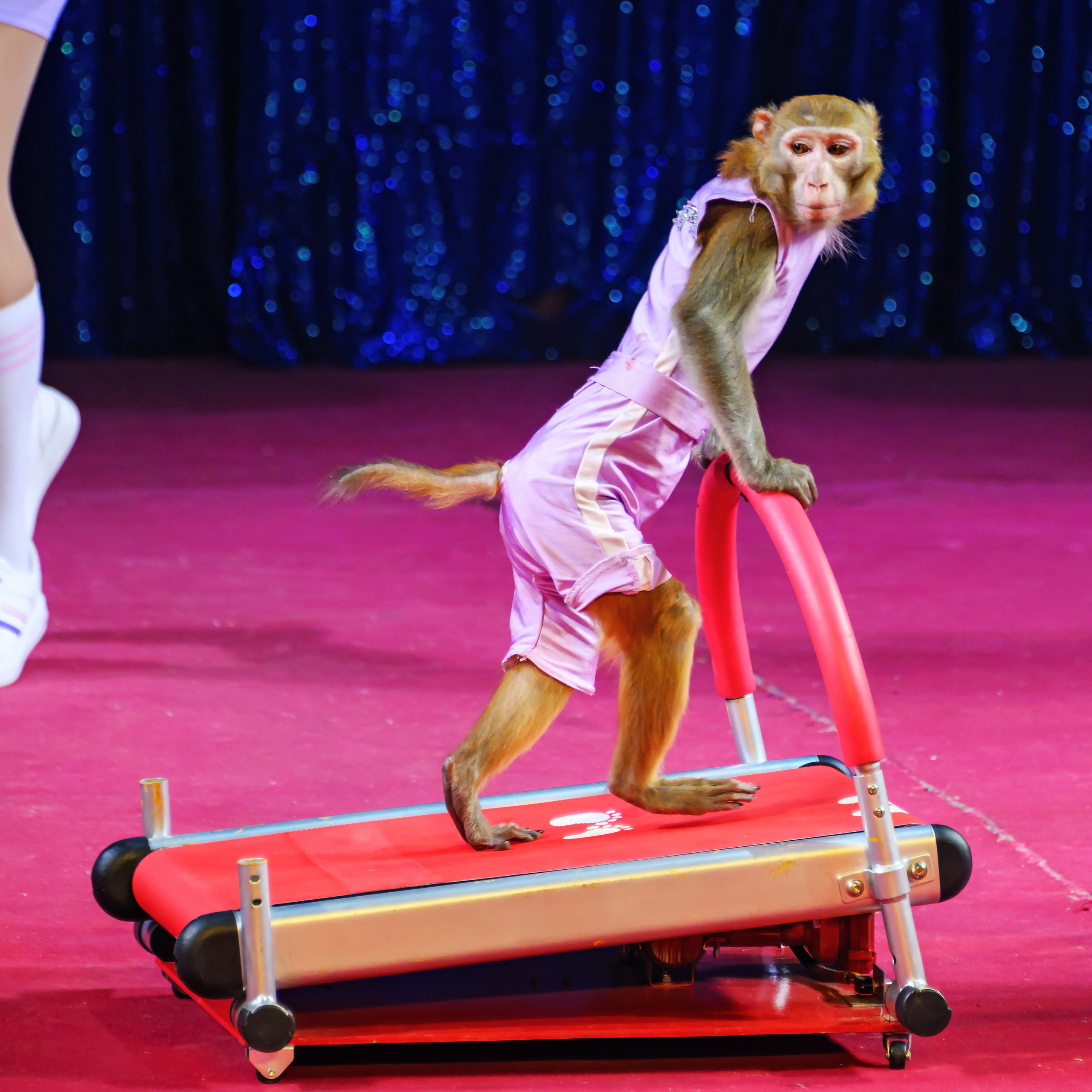 Международный цирк"HAPPY CIRCUS». Фотограф Андрей Пухов (Jazz)