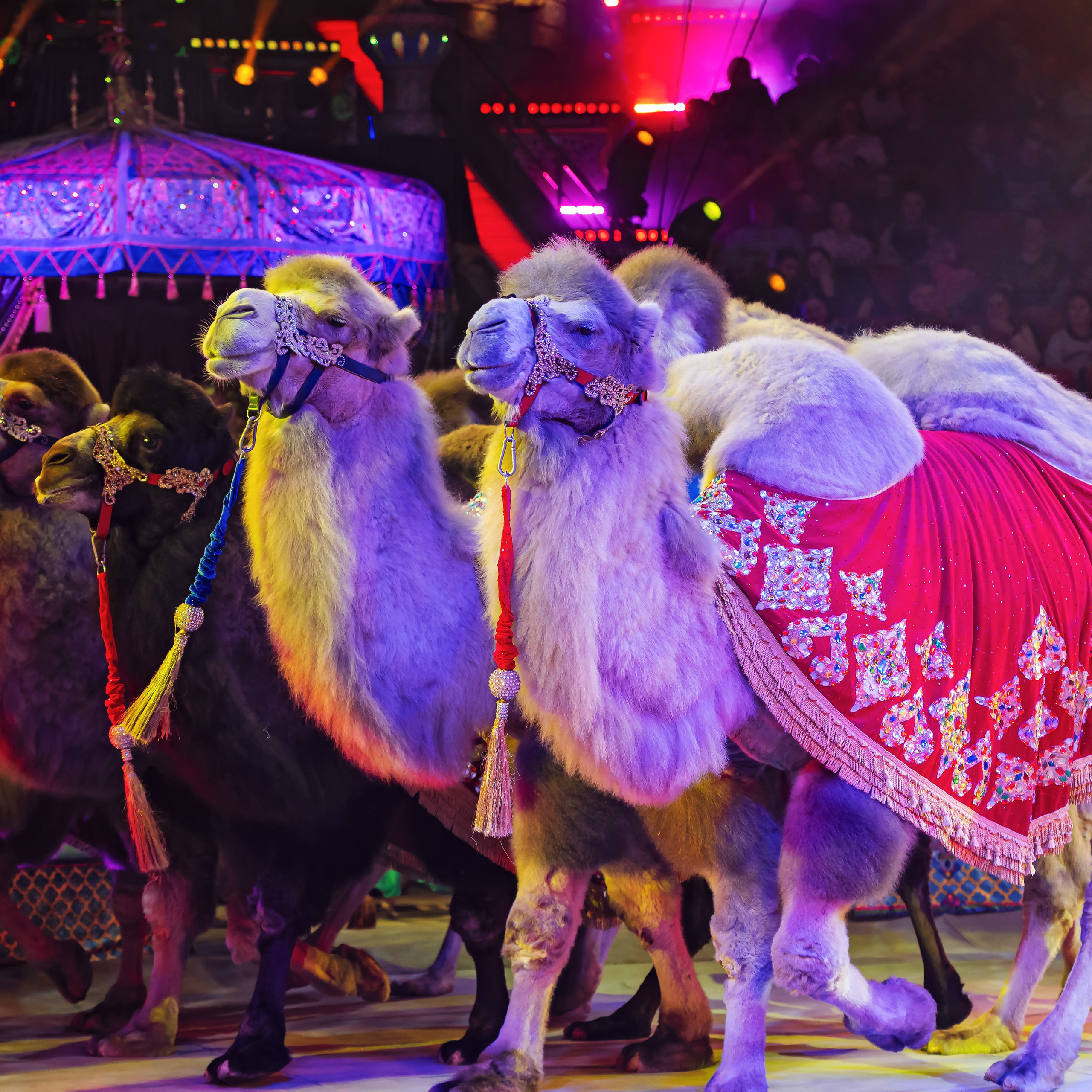 Песчаная сказка — Нижегородский Государственный Цирк (Премьера). Цирковой фотограф Андрей Пухов (Jazz)