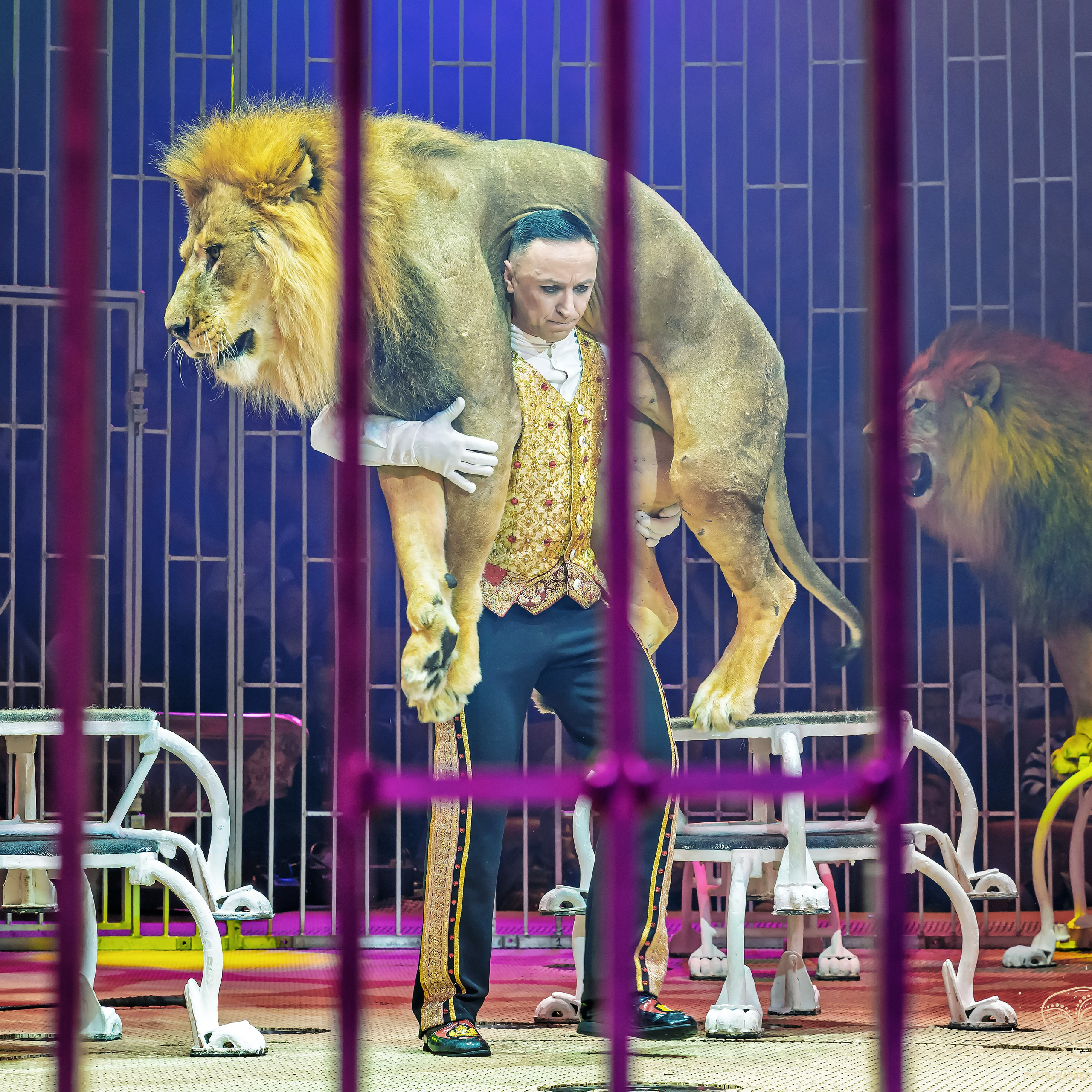 Шоу фонтанов «Принц цирка» 🎪 09.11.2024. Фотограф Андрей Пухов (Jazz)