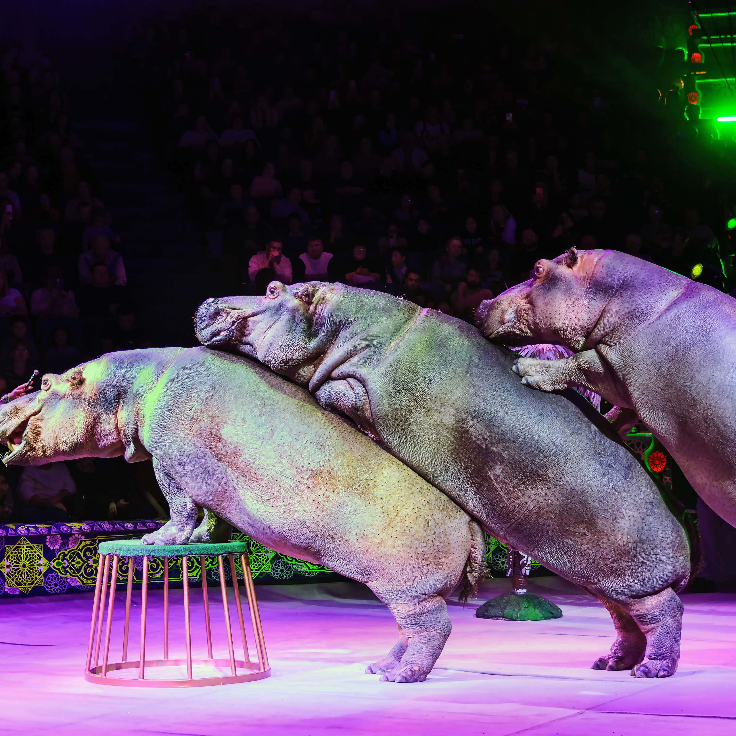 Песчаная сказка Гии Эрадзе — волшебное шоу 🎪, которое должен увидеть каждый, кто ценит красоту🌹, талант 🎭 и умение мечтать 💫. Цирковой фотограф Андрей Пухов (Jazz)