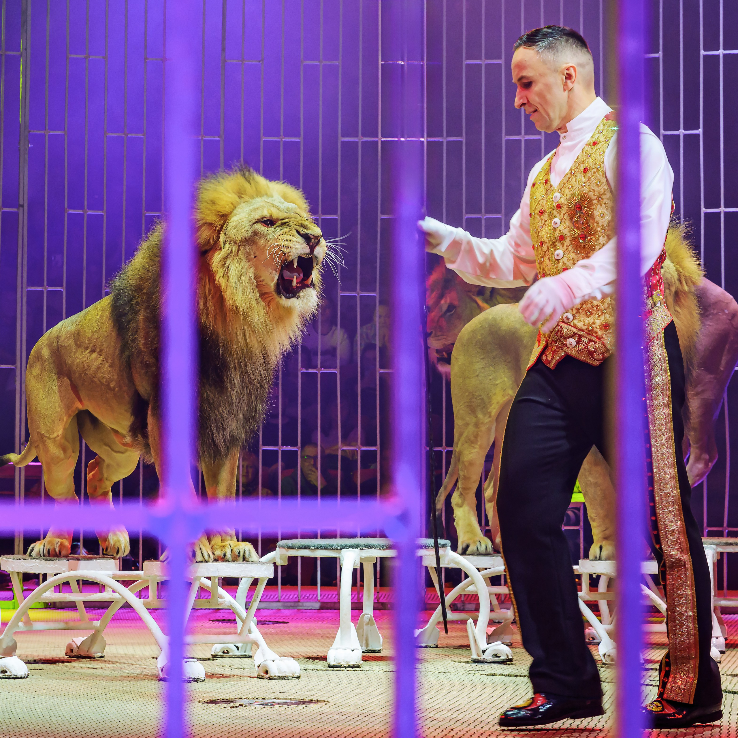 Шоу фонтанов «Принц цирка» 🎪 09.11.2024. Фотограф Андрей Пухов (Jazz)