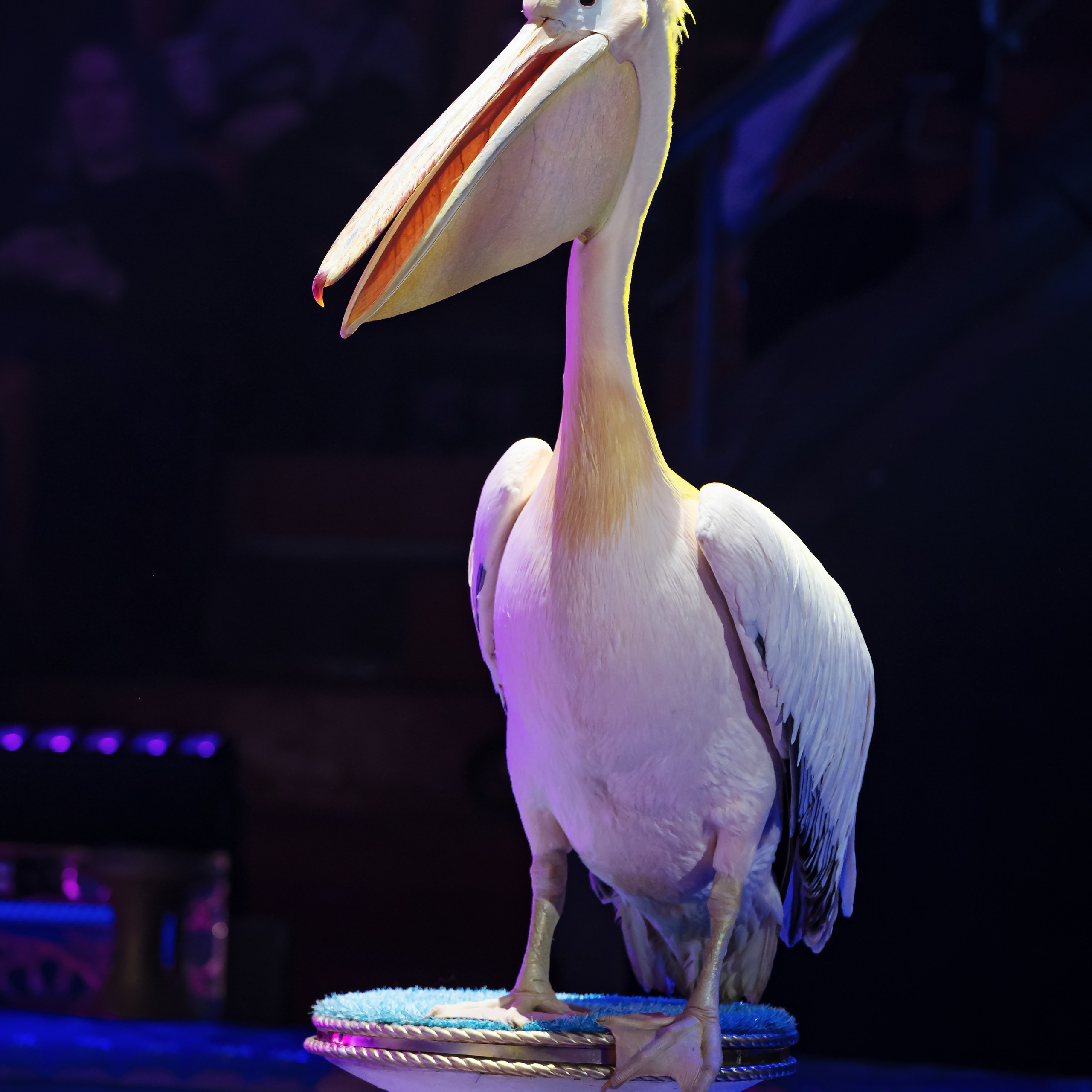 Песчаная сказка — Нижегородский Государственный Цирк (Премьера). Цирковой фотограф Андрей Пухов (Jazz)