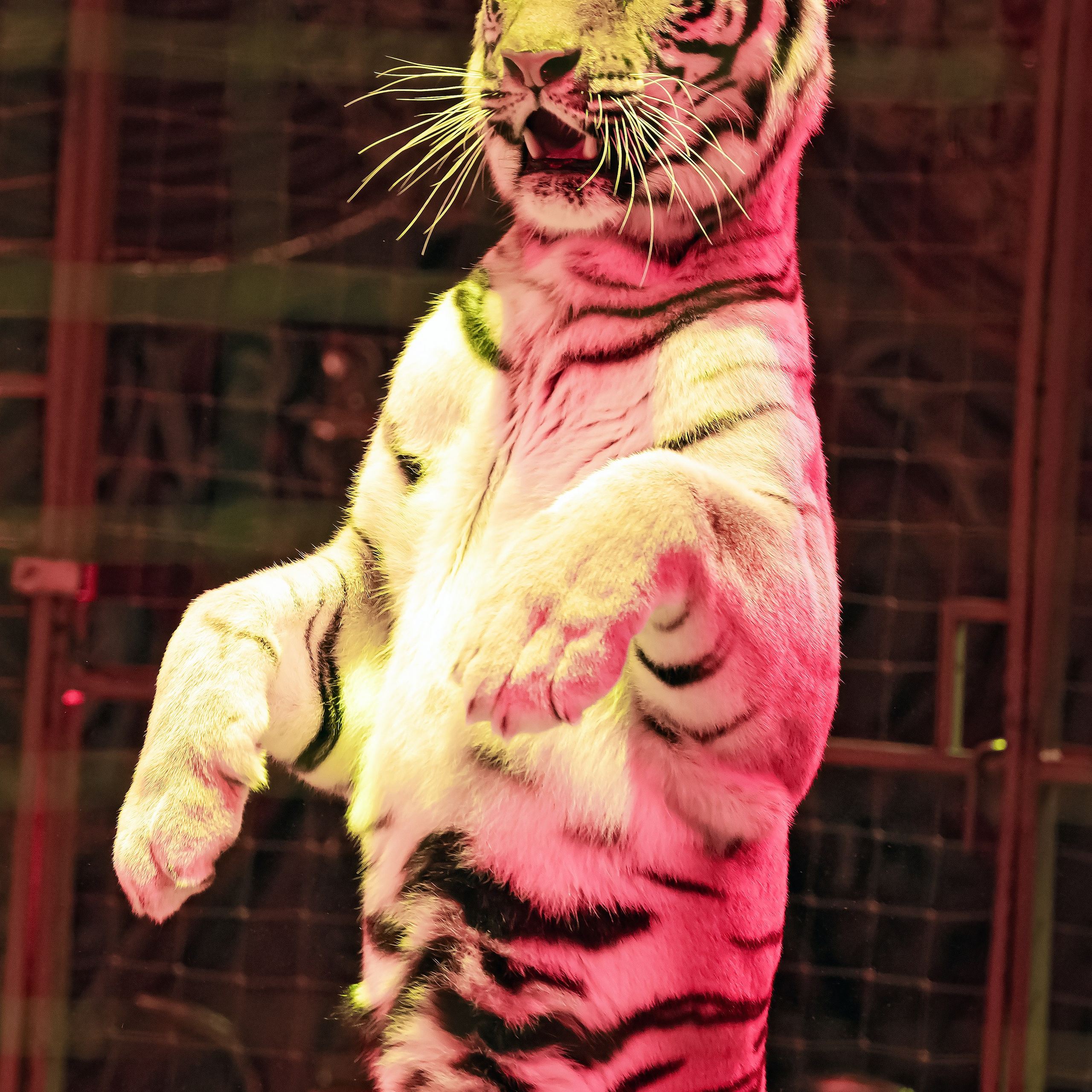 Королевский цирк ПРЕМЬЕРА НН. Фотограф Андрей Пухов (Jazz)