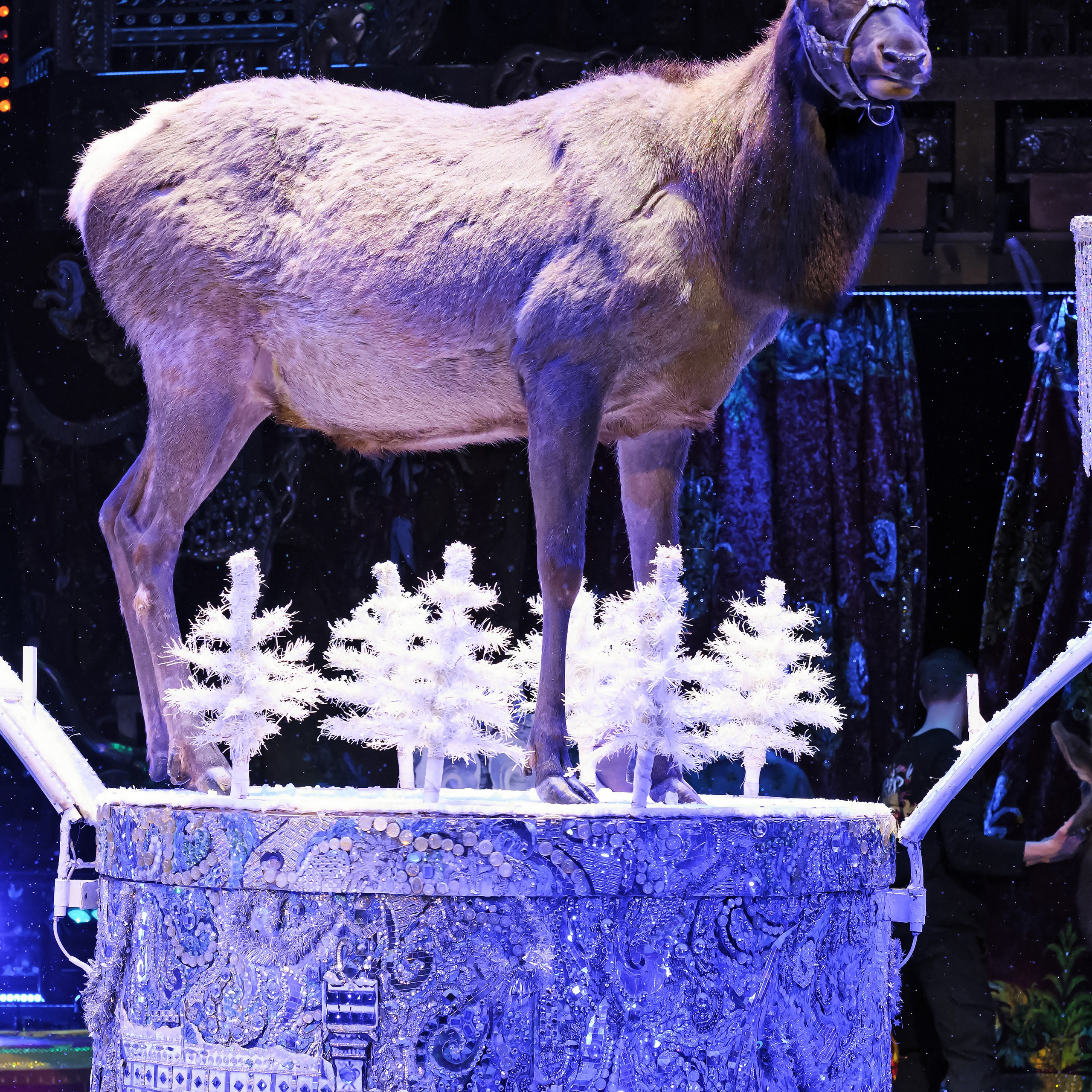 Шоу «Королевский цирк». Фотограф Андрей Пухов (Jazz)