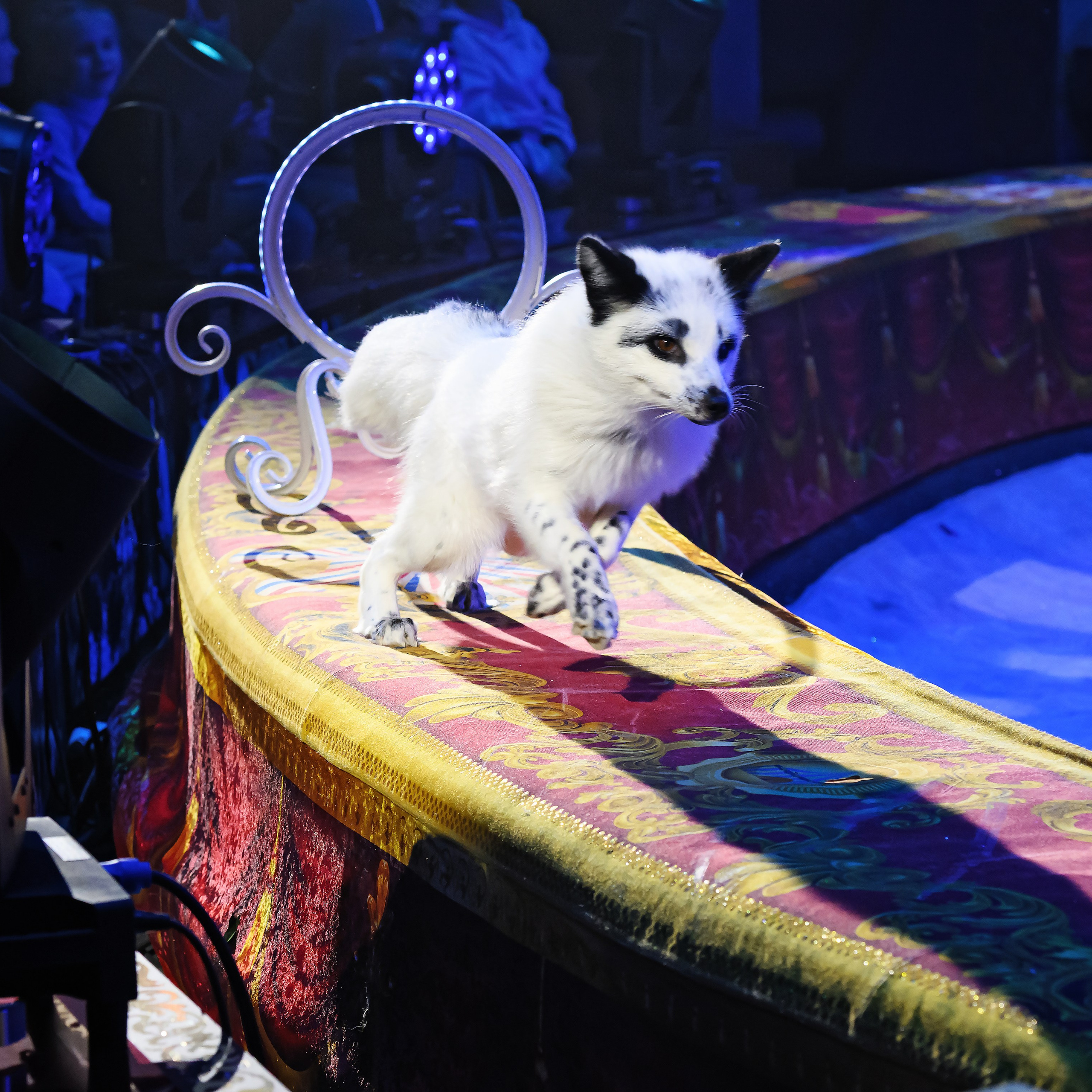 ГРАНДИОЗНОЕ ЦИРКОВОЕ ШОУ ЗАСЛУЖЕННОГО АРТИСТА РОССИИ ГИИ ЭРАДЗЕ. Фотограф Андрей Пухов (Jazz)