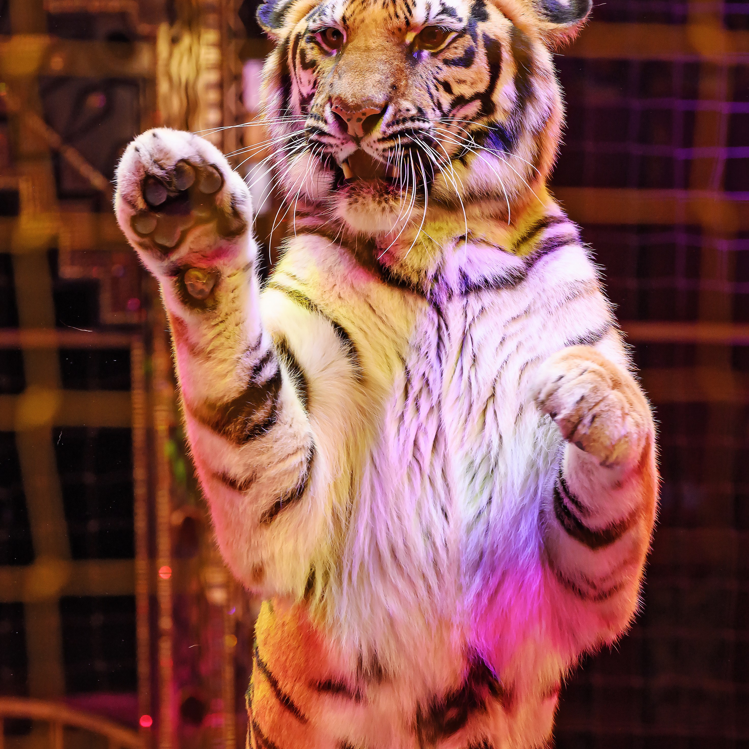 Королевский цирк ПРЕМЬЕРА НН. Фотограф Андрей Пухов (Jazz)