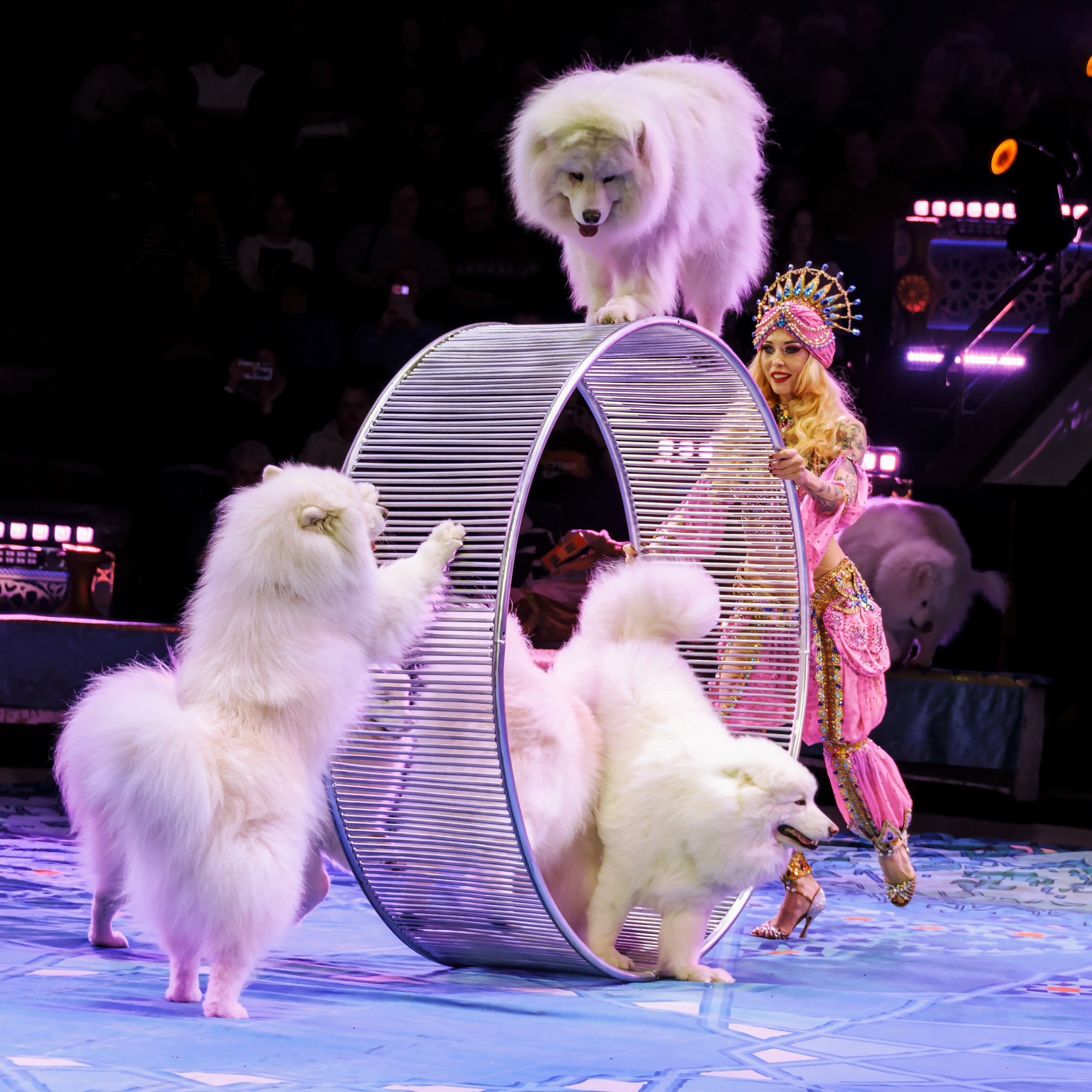 Песчаная сказка Гии Эрадзе — волшебное шоу 🎪, которое должен увидеть каждый, кто ценит красоту🌹, талант 🎭 и умение мечтать 💫. Цирковой фотограф Андрей Пухов (Jazz)