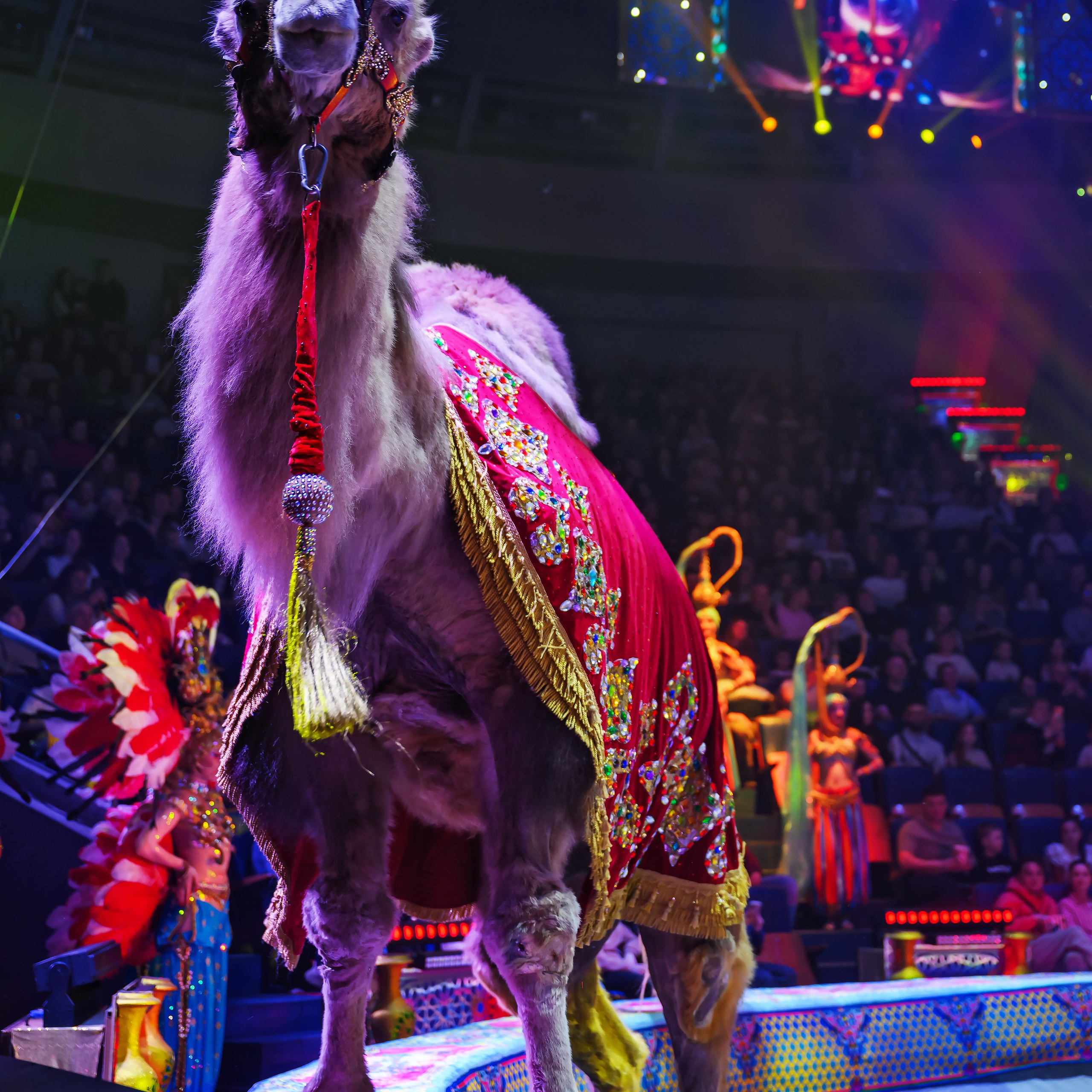 «С окончанием» шоу «Песчаная сказка» в Нижнем Новгороде. ✨🎪🐪. Цирковой фотограф Андрей Пухов (Jazz)