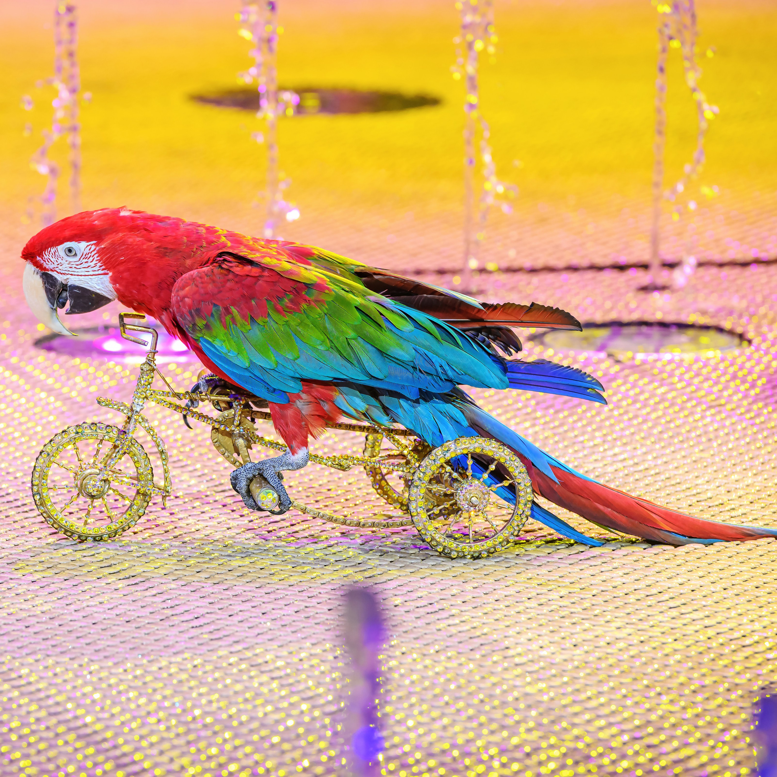 «13 месяцев. Шоу ледяных фонтанов»❄💙. Фотограф Андрей Пухов (Jazz)