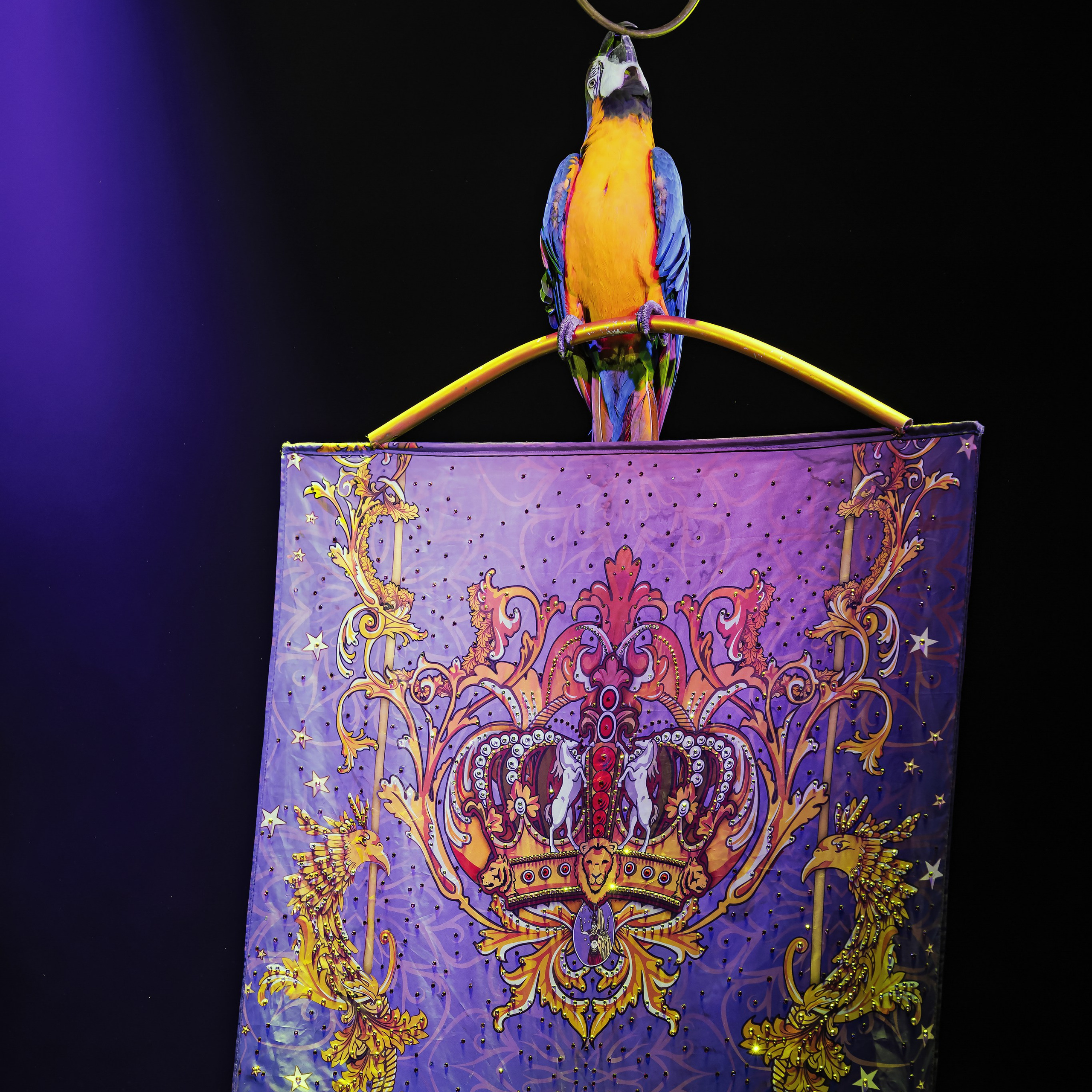 Песчаная сказка — Нижегородский Государственный Цирк (Премьера). Цирковой фотограф Андрей Пухов (Jazz)