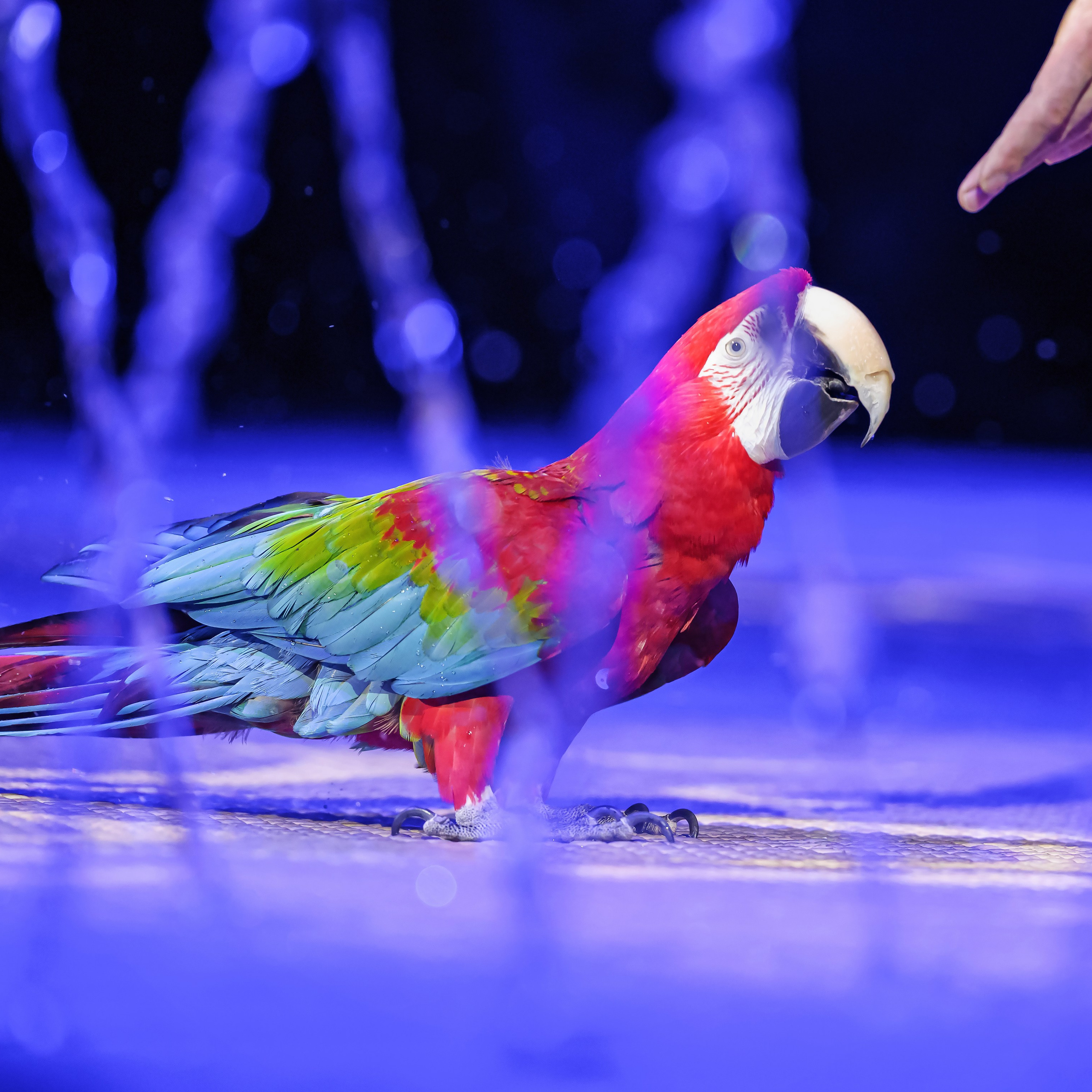 Принц Цирка (Продюсерский центр Влада Гончарова)🎪🦁. Фотограф Андрей Пухов (Jazz)