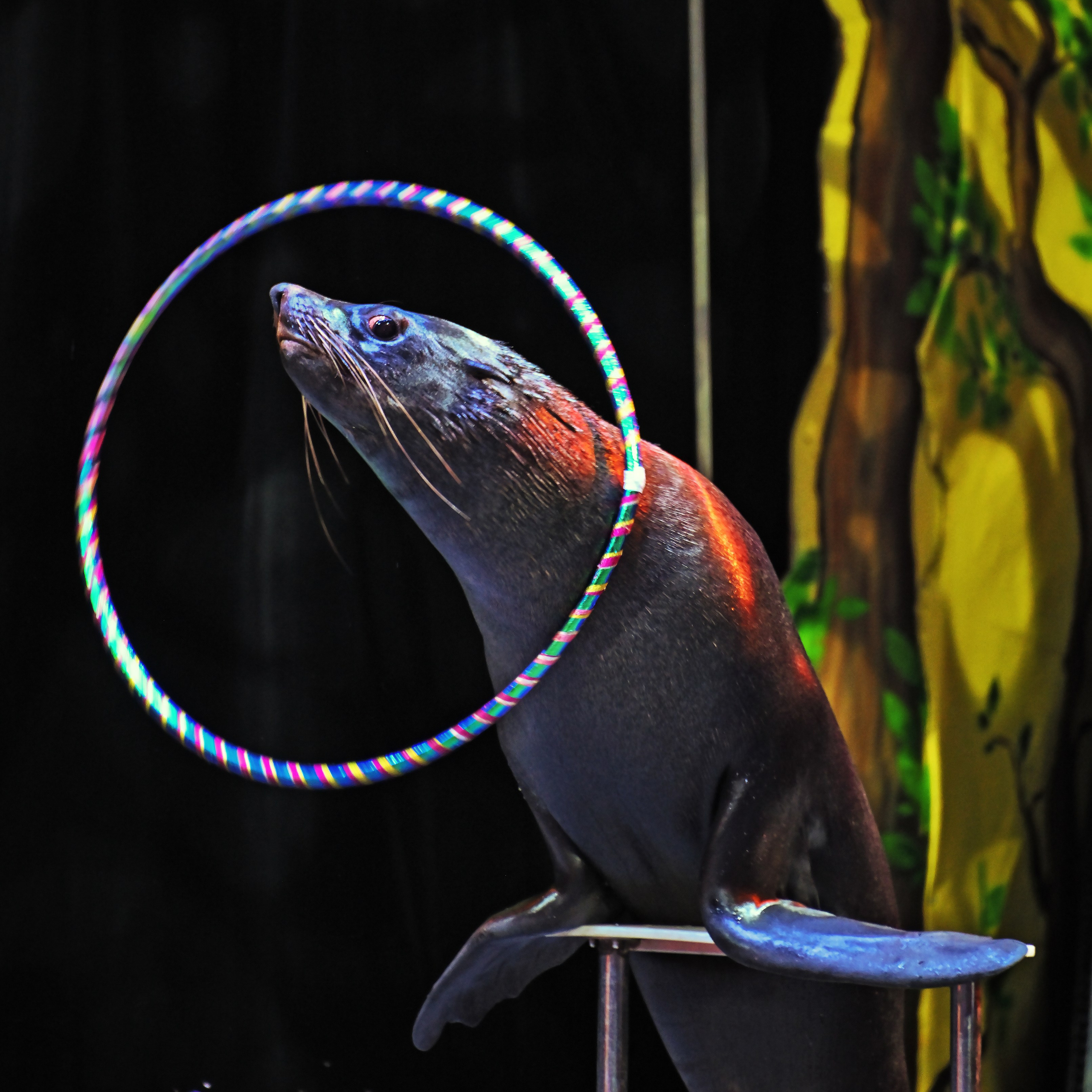 🎪 «Цирк на воде💦 🏰Царство фонтанов**»✨🌊🎭. Фотограф Андрей Пухов (Jazz)