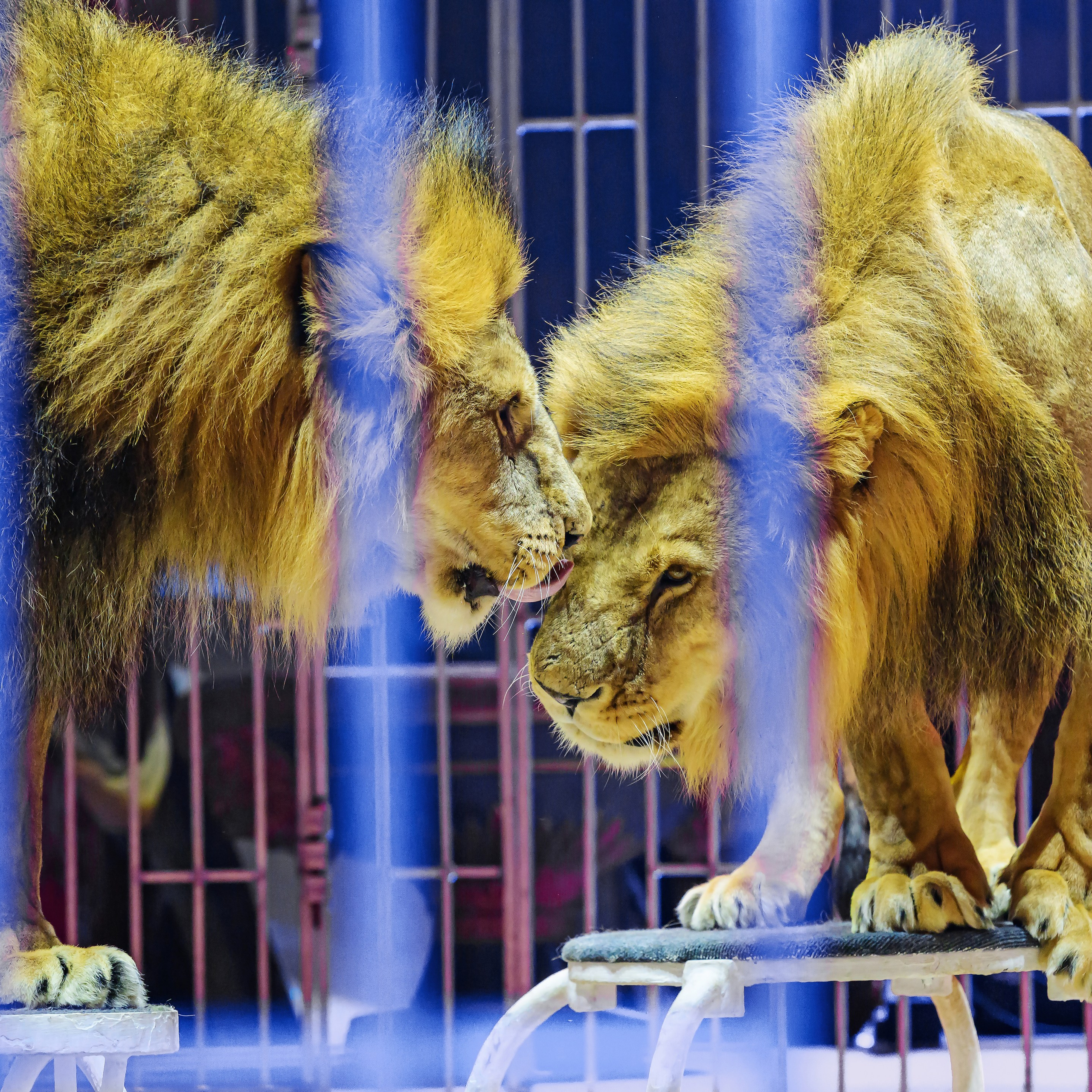 Принц Цирка (Продюсерский центр Влада Гончарова)🎪🦁. Фотограф Андрей Пухов (Jazz)