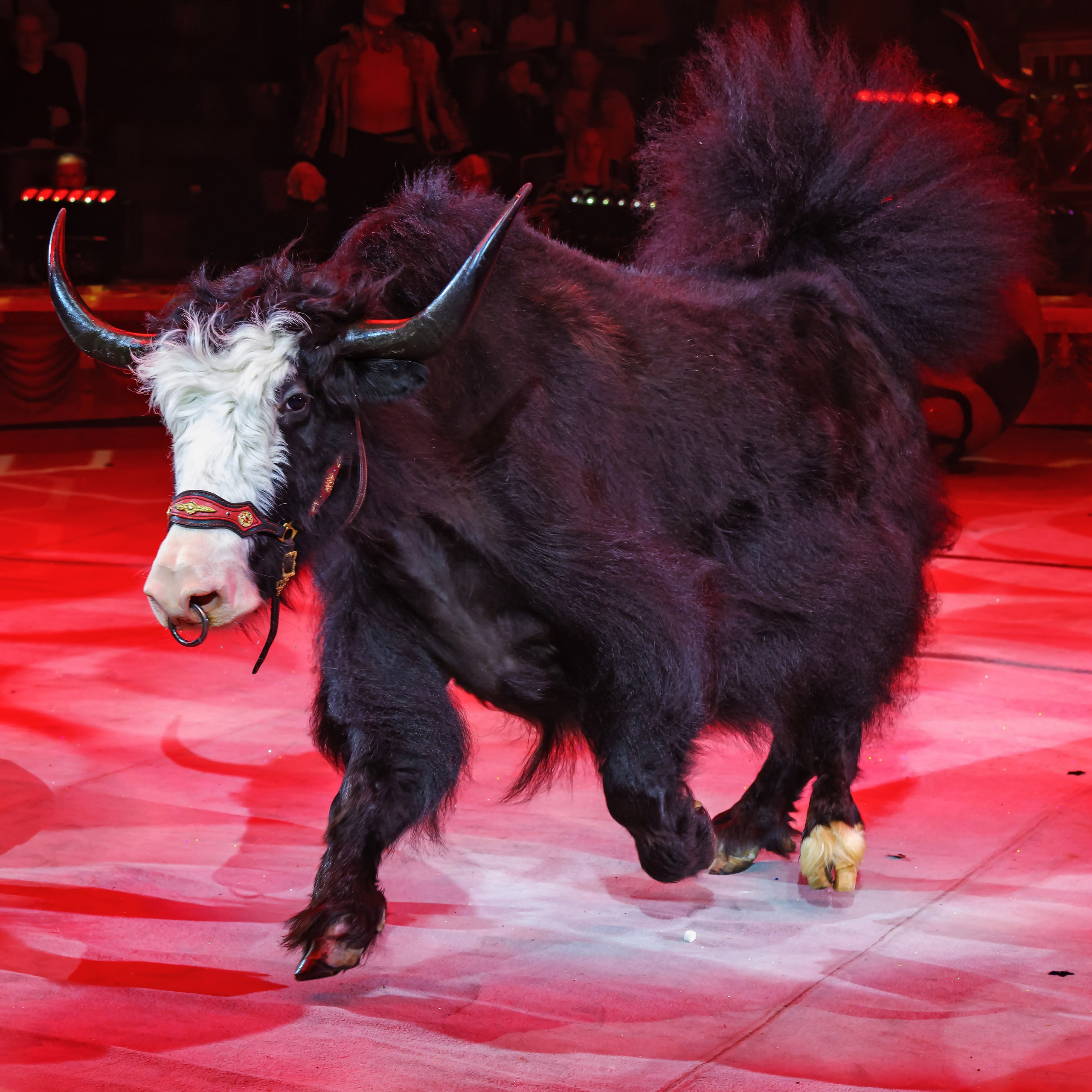 Шоу «Королевский цирк». Фотограф Андрей Пухов (Jazz)