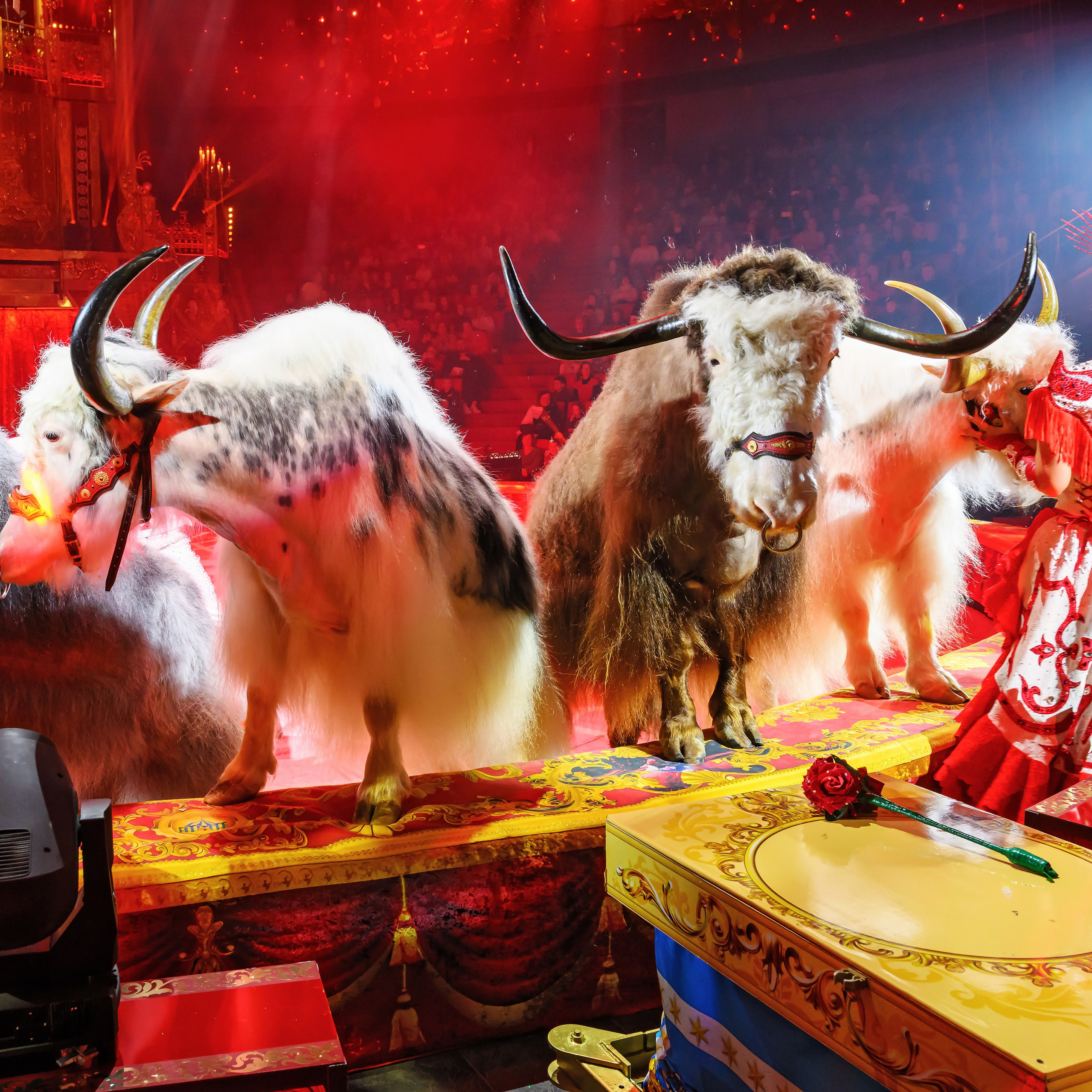 Шоу «Королевский цирк». Фотограф Андрей Пухов (Jazz)