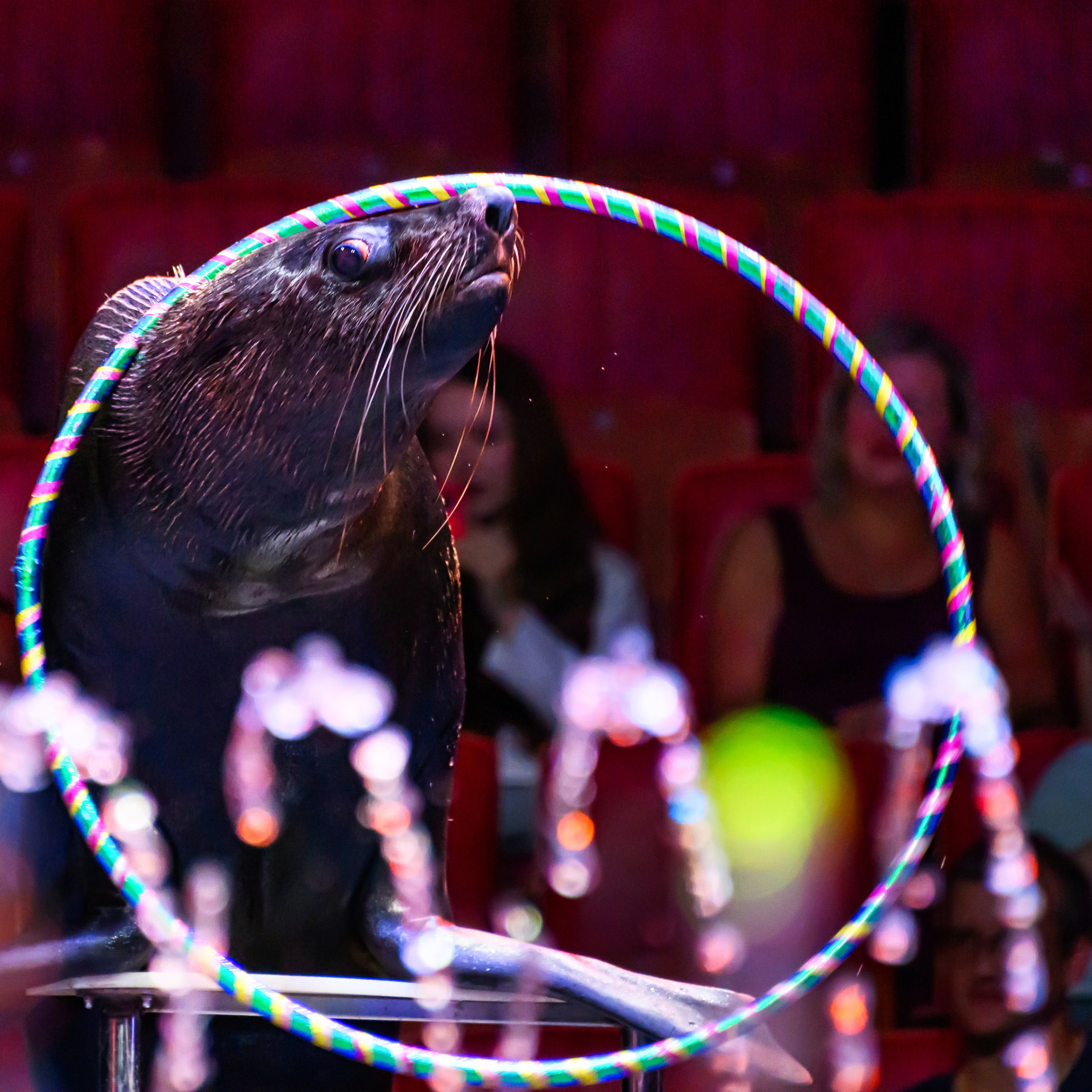 🎪 «Цирк на воде💦 🏰Царство фонтанов**»✨🌊🎭. Фотограф Андрей Пухов (Jazz)